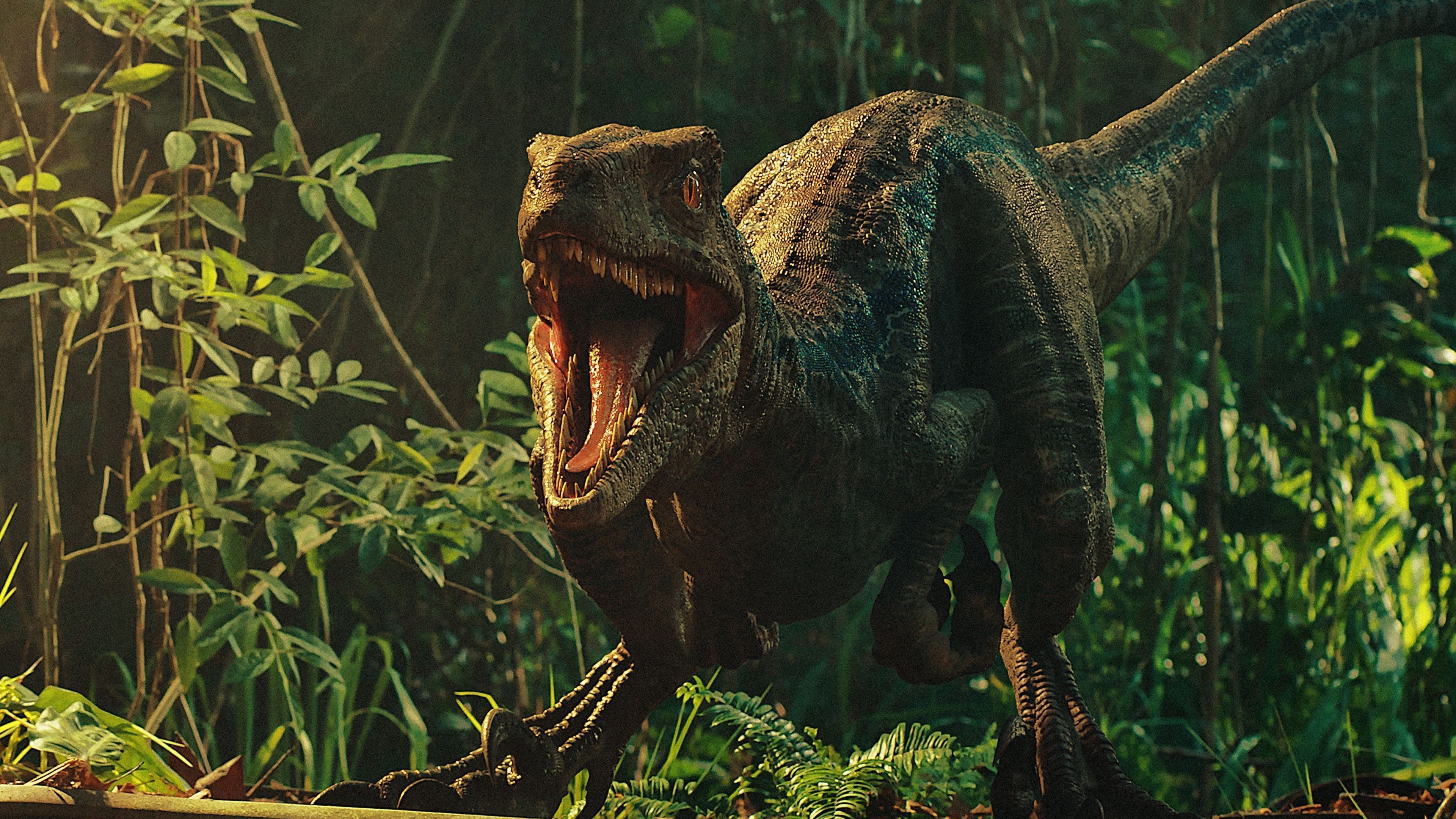 Roar, Velociraptor Wallpaper, 3840x2160 4K Desktop