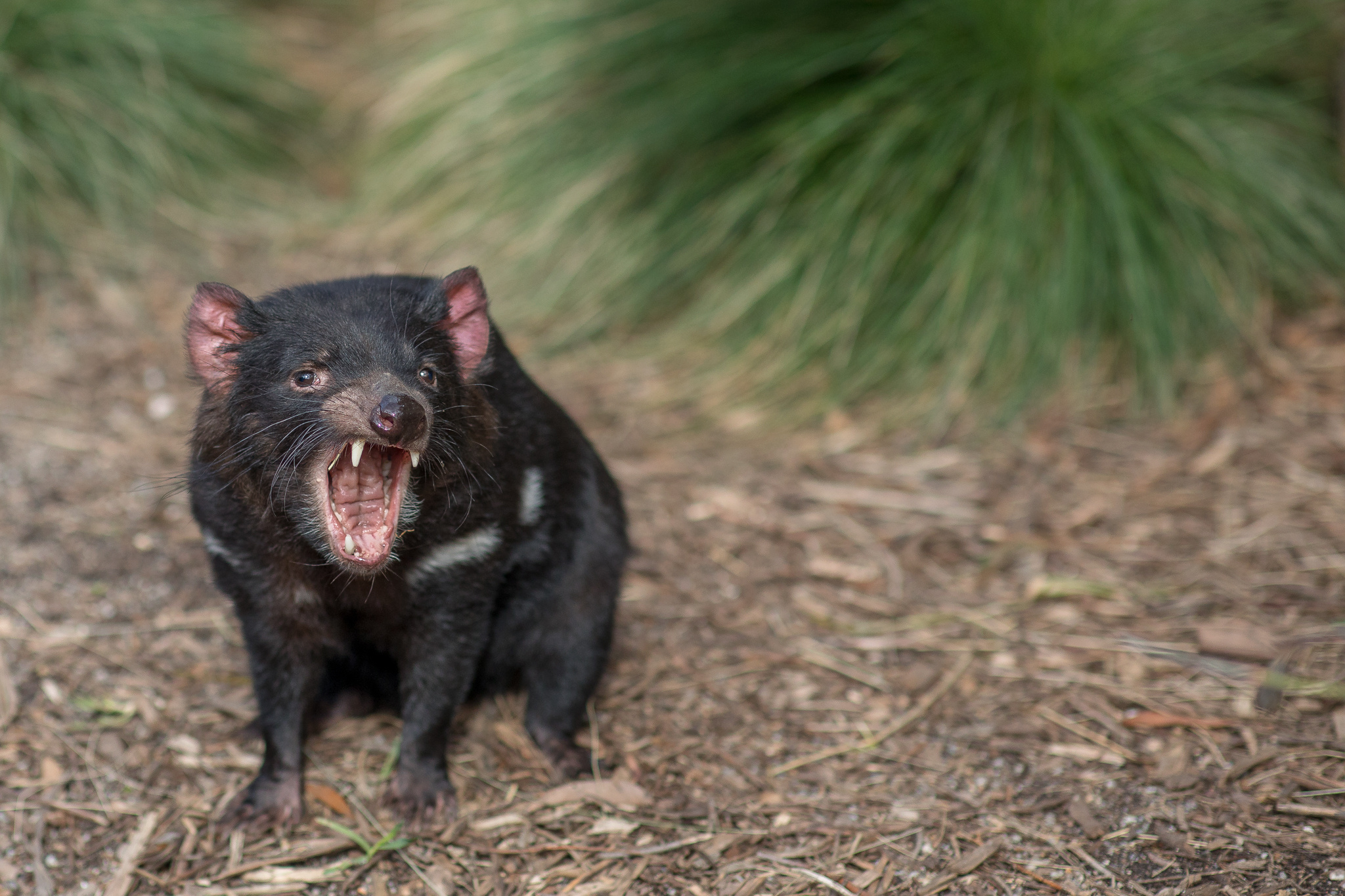 Ballarat Wildlife Park, Tasmanian Devil exhibit, Wildlife park attraction, Australian wildlife, 2050x1370 HD Desktop