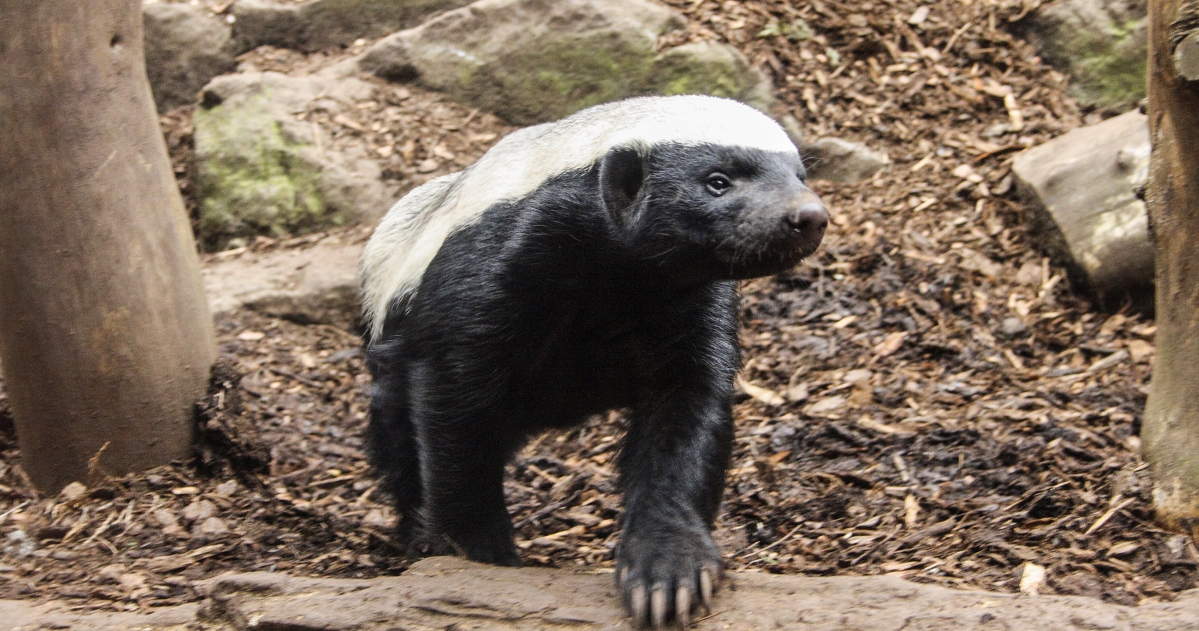 Remote work adaptability, Honey badger analogy, ManageEngine insights, 2400x1260 HD Desktop