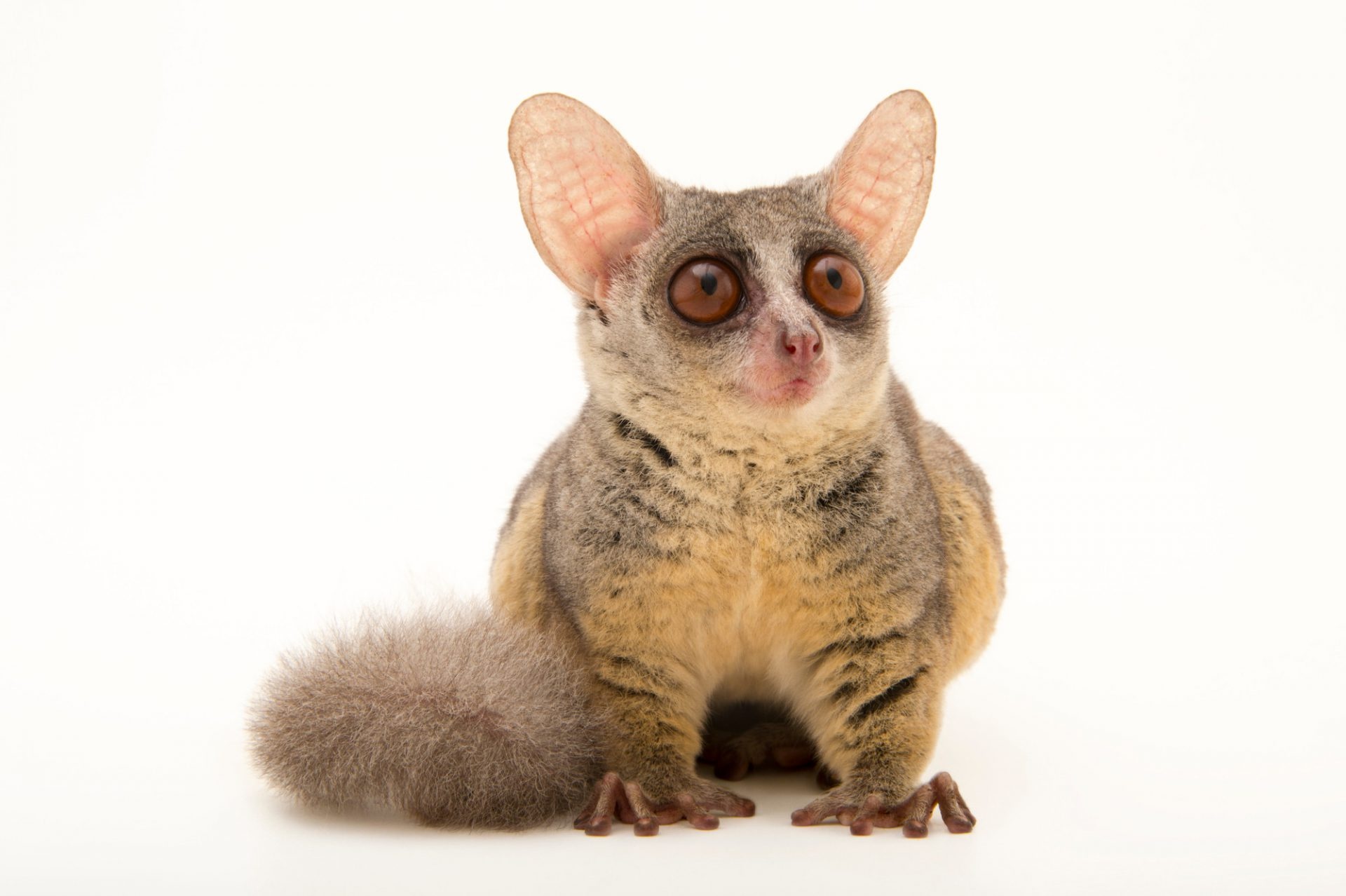 Bush Baby (Galago), Joel Sartore wildlife photography, Adorable primate, Ani040 00534, 1920x1280 HD Desktop