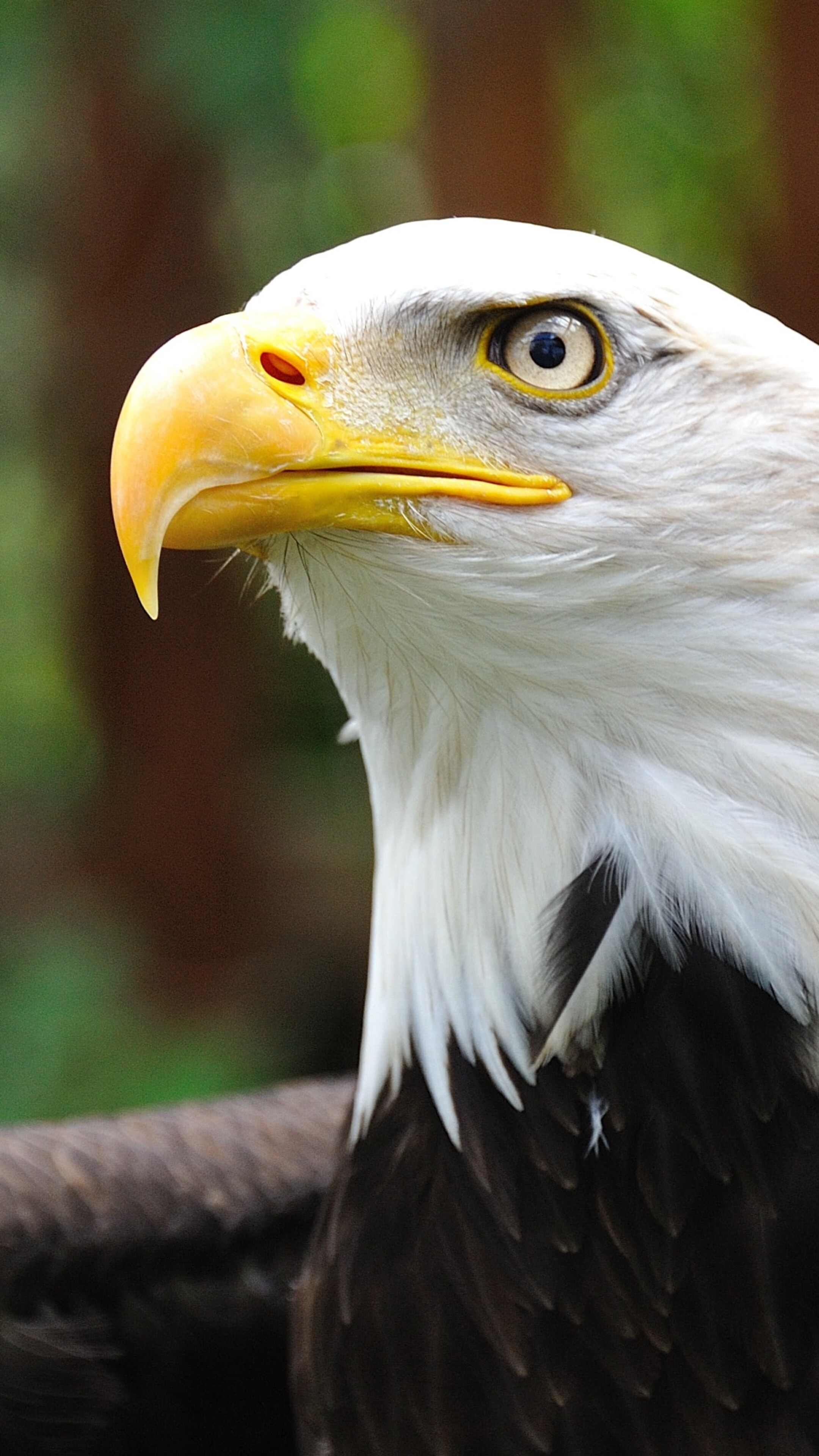 White eagle 4K wallpaper, Sony Xperia HD visuals, Striking beauty, Captivating imagery, 2160x3840 4K Phone