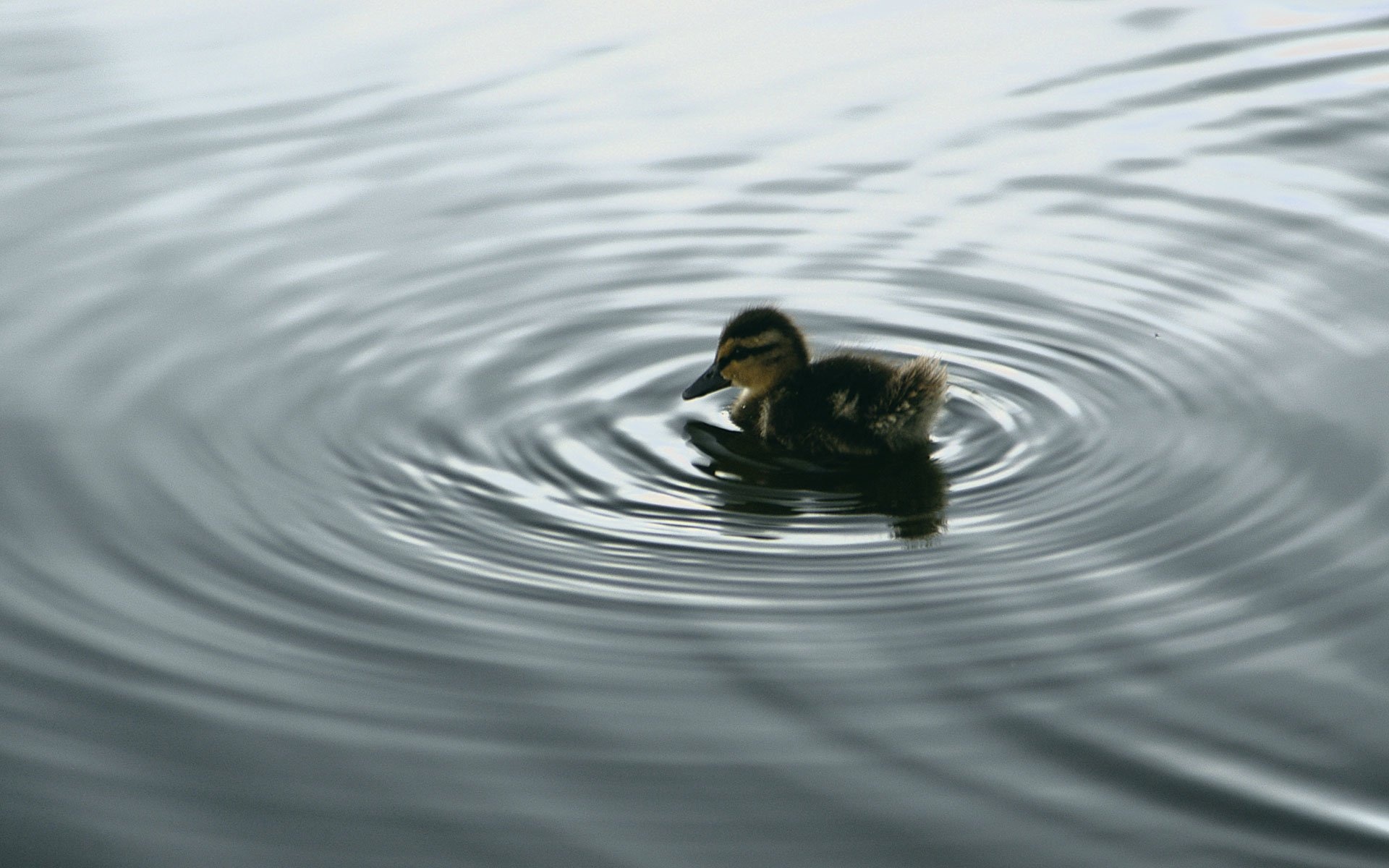 Duck in natural habitat, Nature-inspired wallpaper, Water-dwelling bird, Wildlife in focus, 1920x1200 HD Desktop