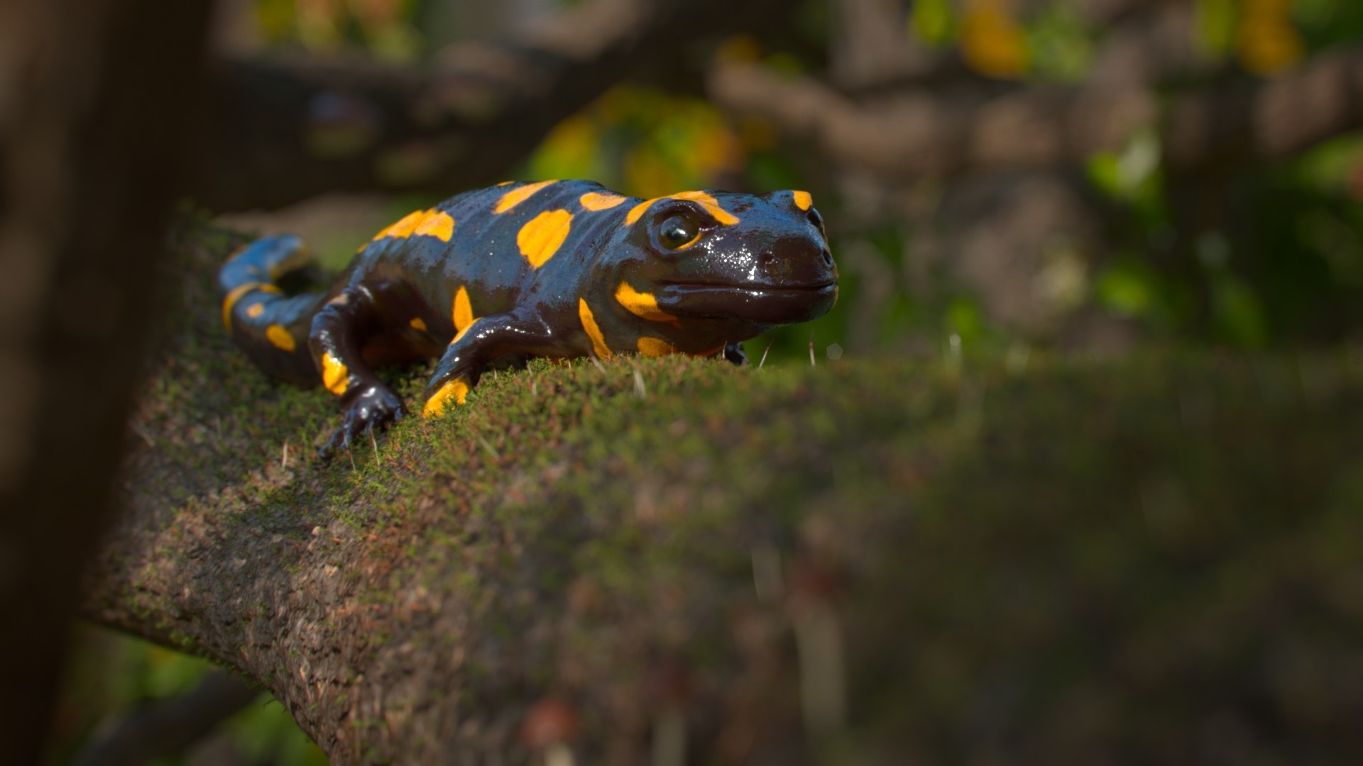 Artistic representation of fire salamander, Wildlife's digital masterpiece, Nature-inspired art, Creative animal tribute, 1920x1080 Full HD Desktop