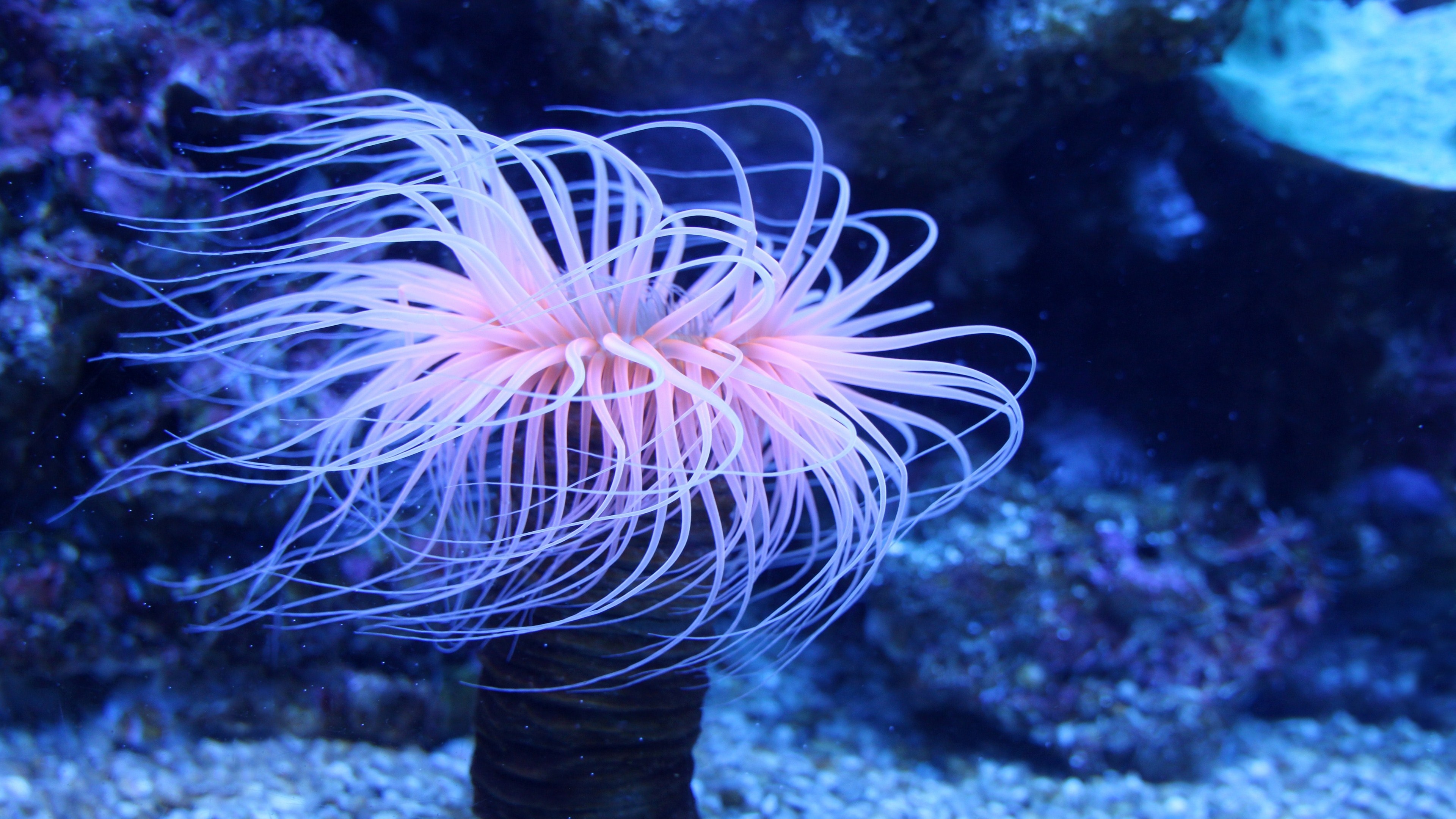 Sea Anemone, Posted by Sarah Cunningham, 3840x2160 4K Desktop