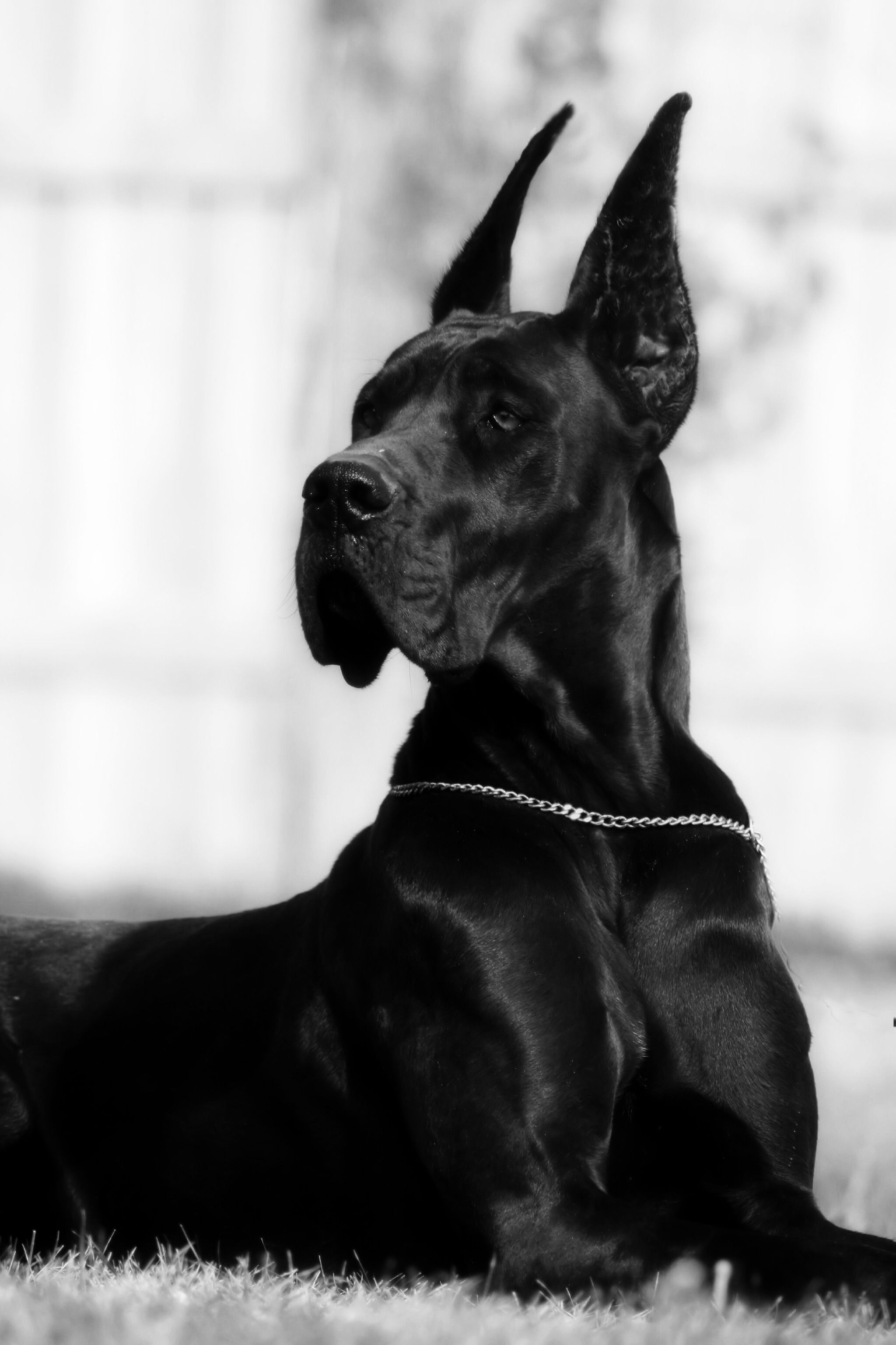 Cropped ears, Great Danes Wallpaper, 2050x3080 HD Phone