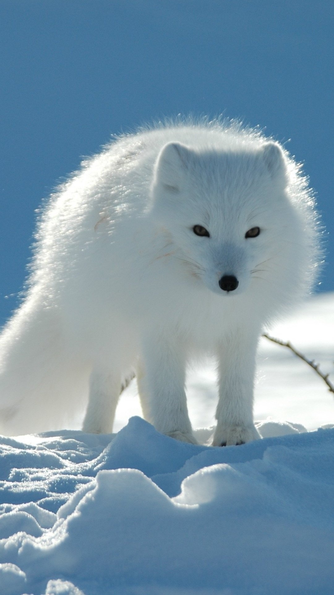 Animal photography, Arctic fox, Nature's majesty, Captivating charm, 1080x1920 Full HD Phone