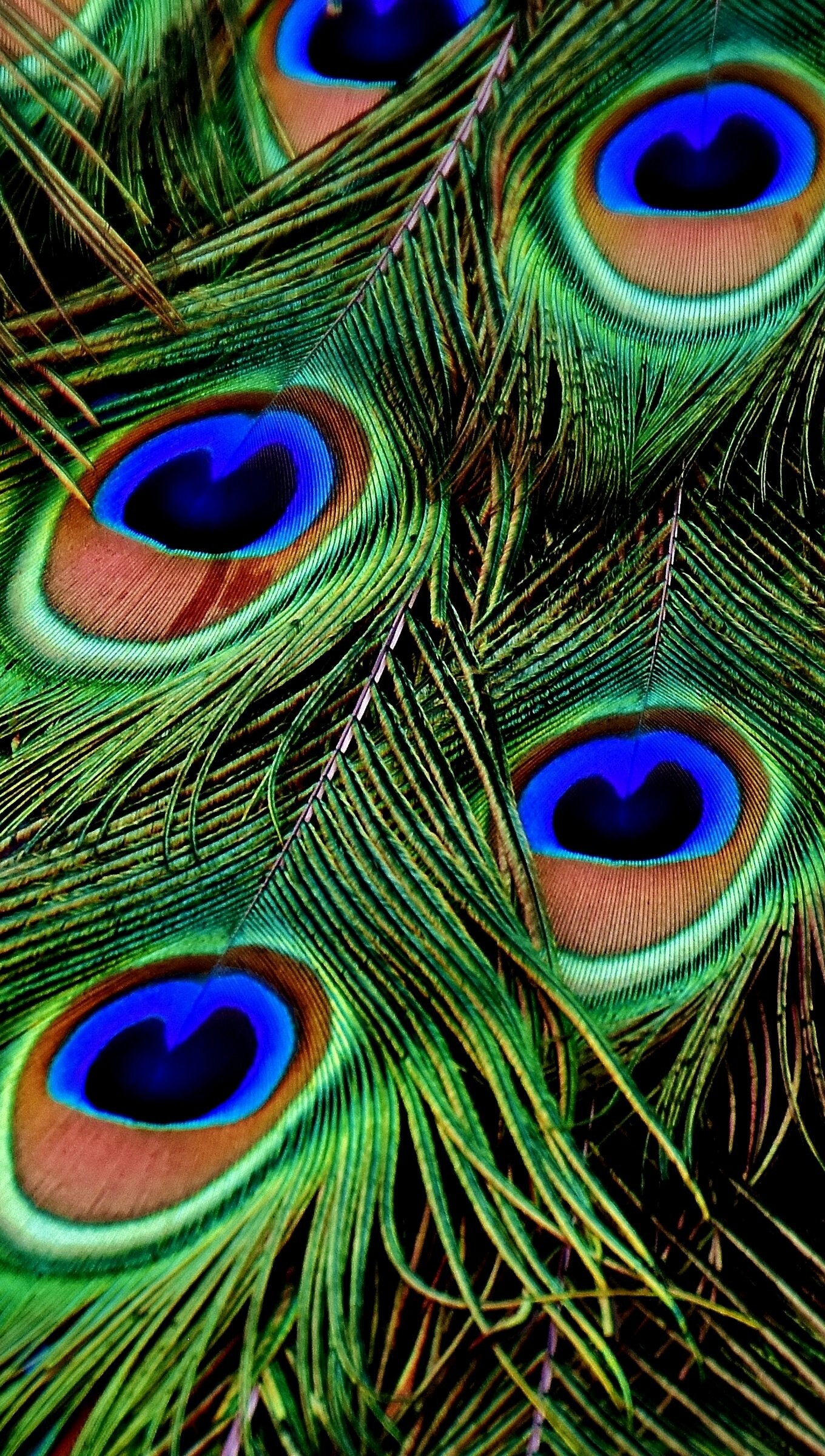 Peacock feathers wallpaper, 4K Ultra HD, Stunning colors, Striking beauty, 1360x2400 HD Phone