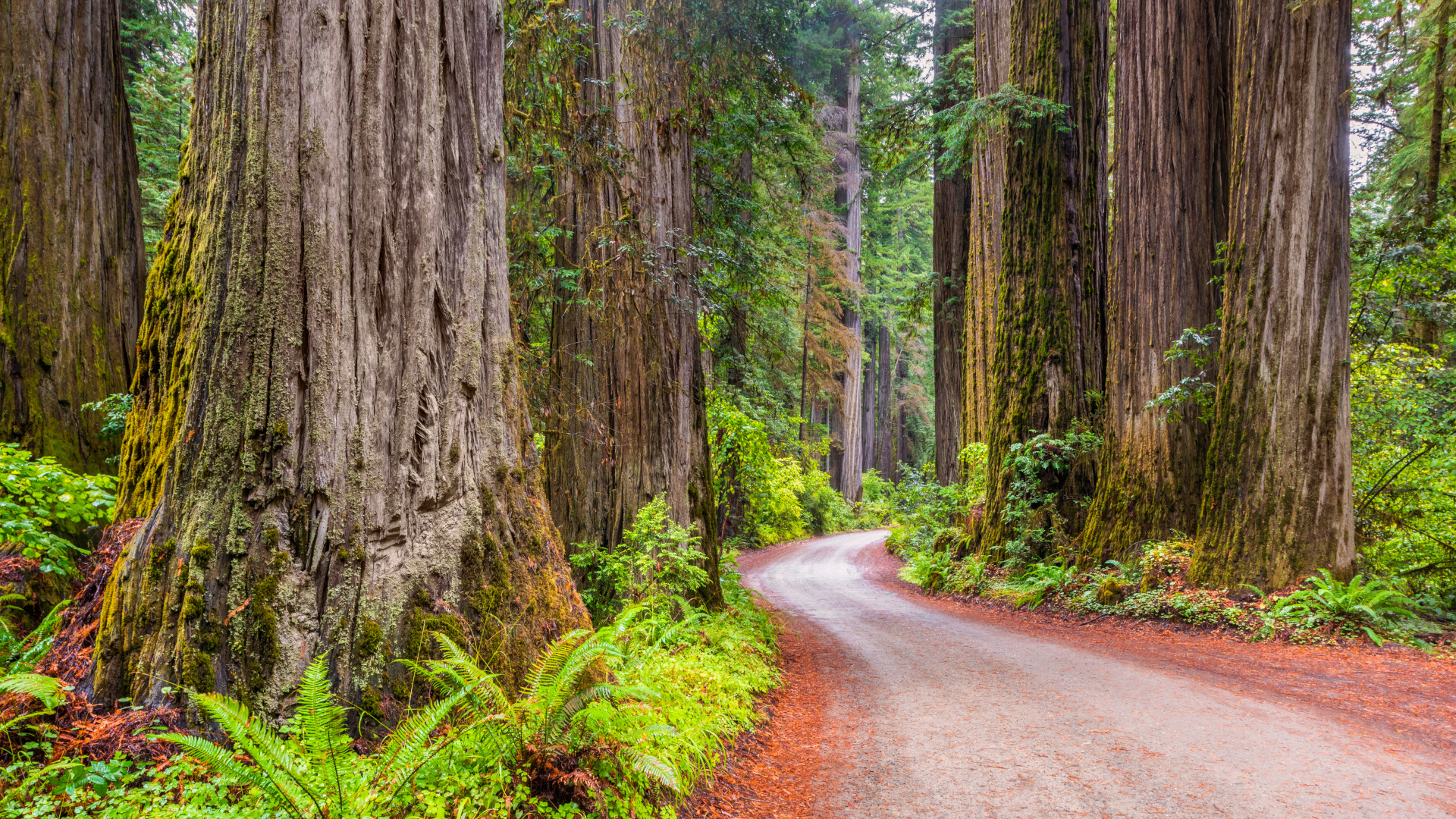 Tall trees adventure, Coastal exploration, Breathtaking hikes, Nature's charm, 1920x1080 Full HD Desktop