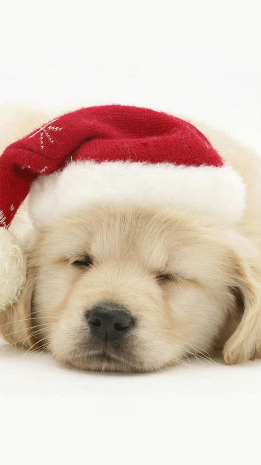 Sleeping puppy, Cute Christmas Wallpaper, 1080x1920 Full HD Phone