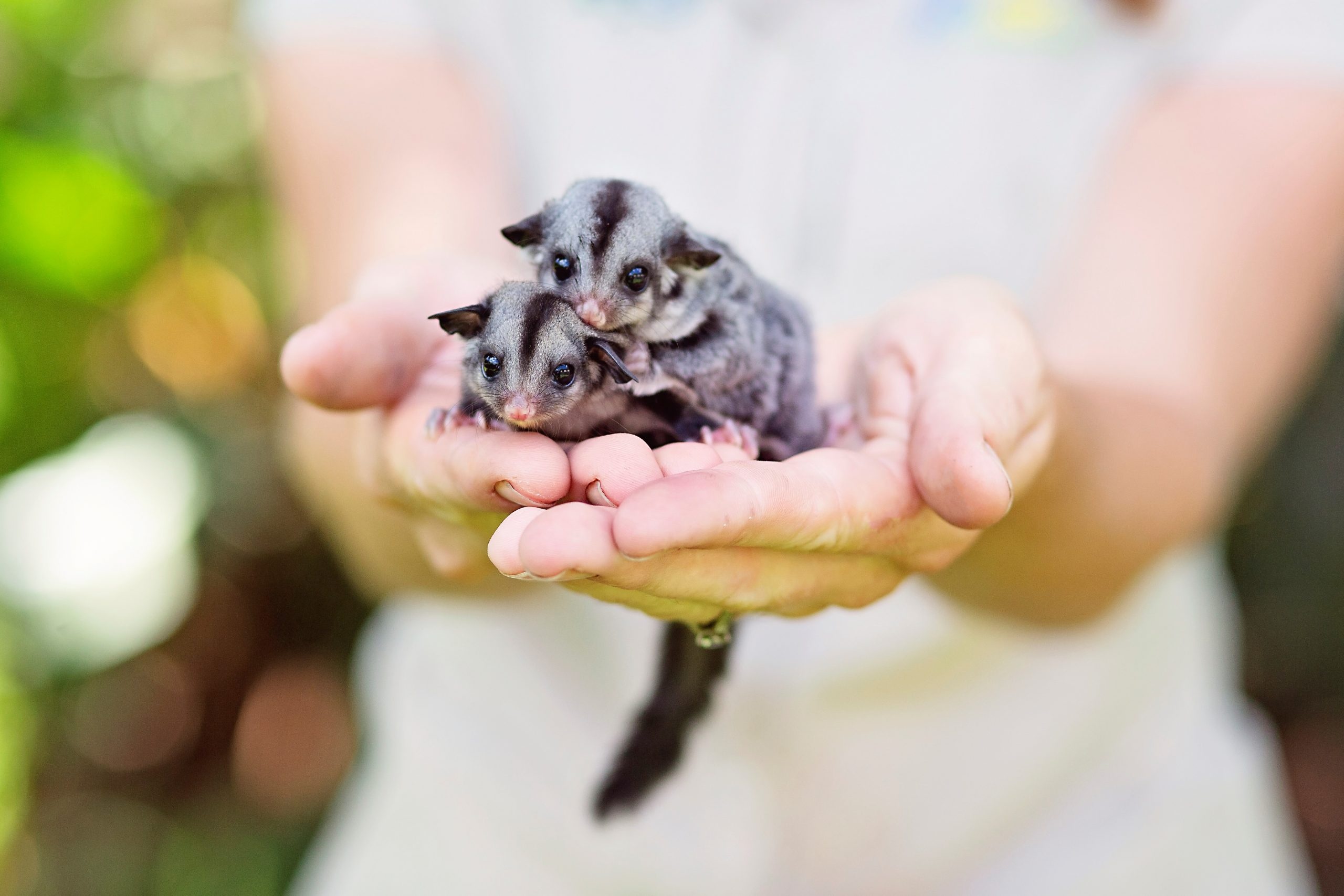 Baby sugar gliders, Nature's sweetness, Cute and cuddly, Adorable creatures, 2560x1710 HD Desktop