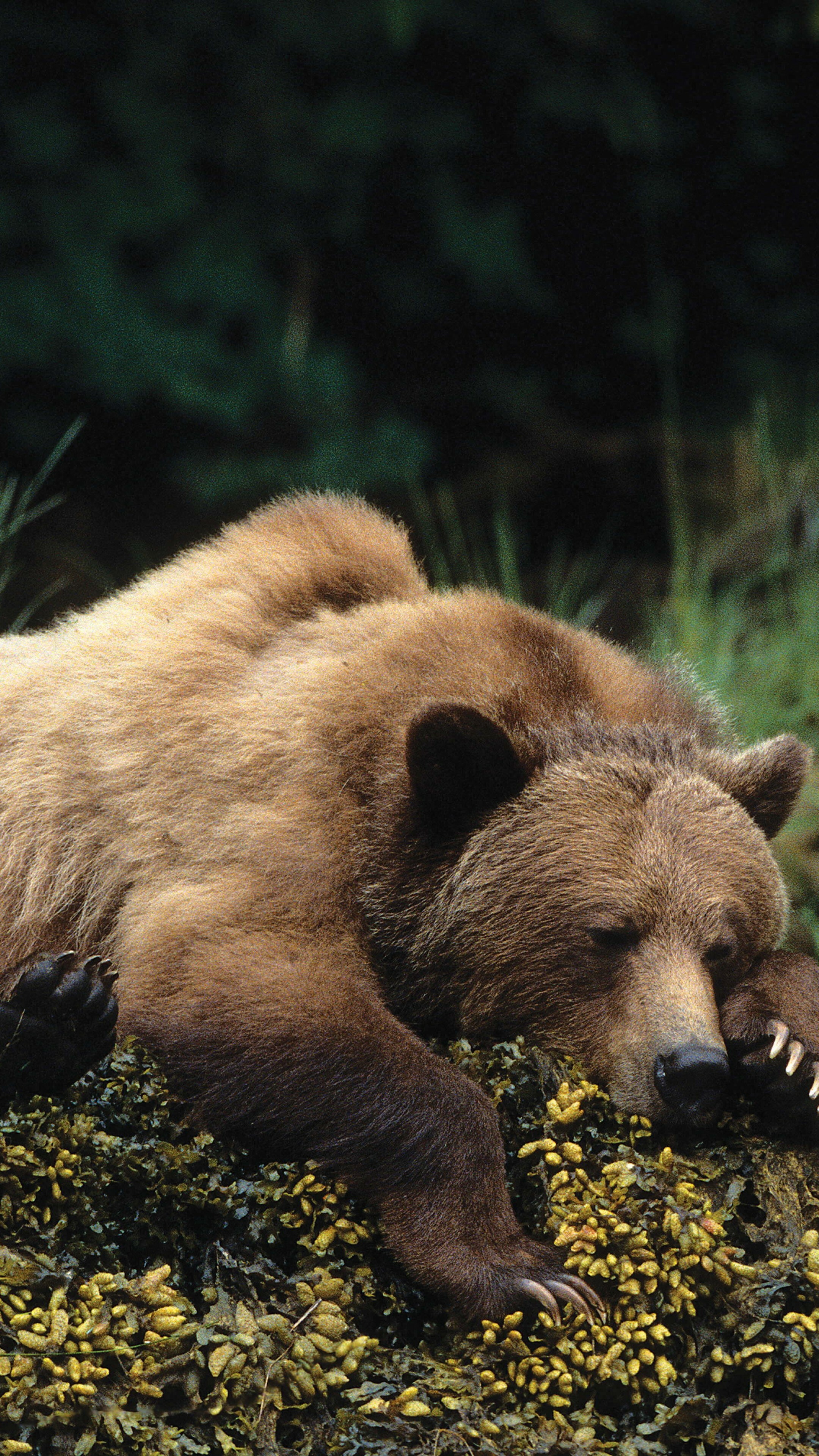 Bear, Cute animals, Peaceful slumber, Cozy sensation, 2160x3840 4K Phone