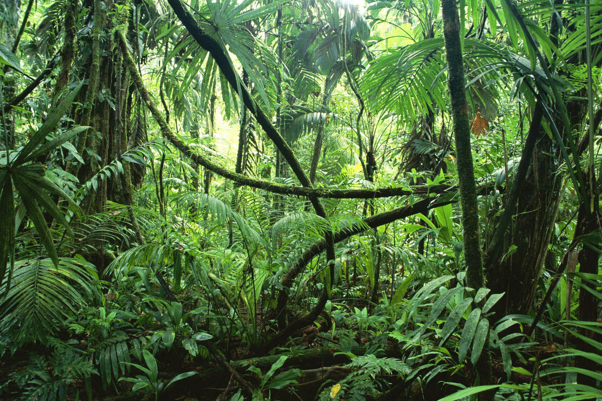 Tropical jungle wallpaper, Lush greenery, Vibrant flora, Nature's paradise, 2000x1340 HD Desktop