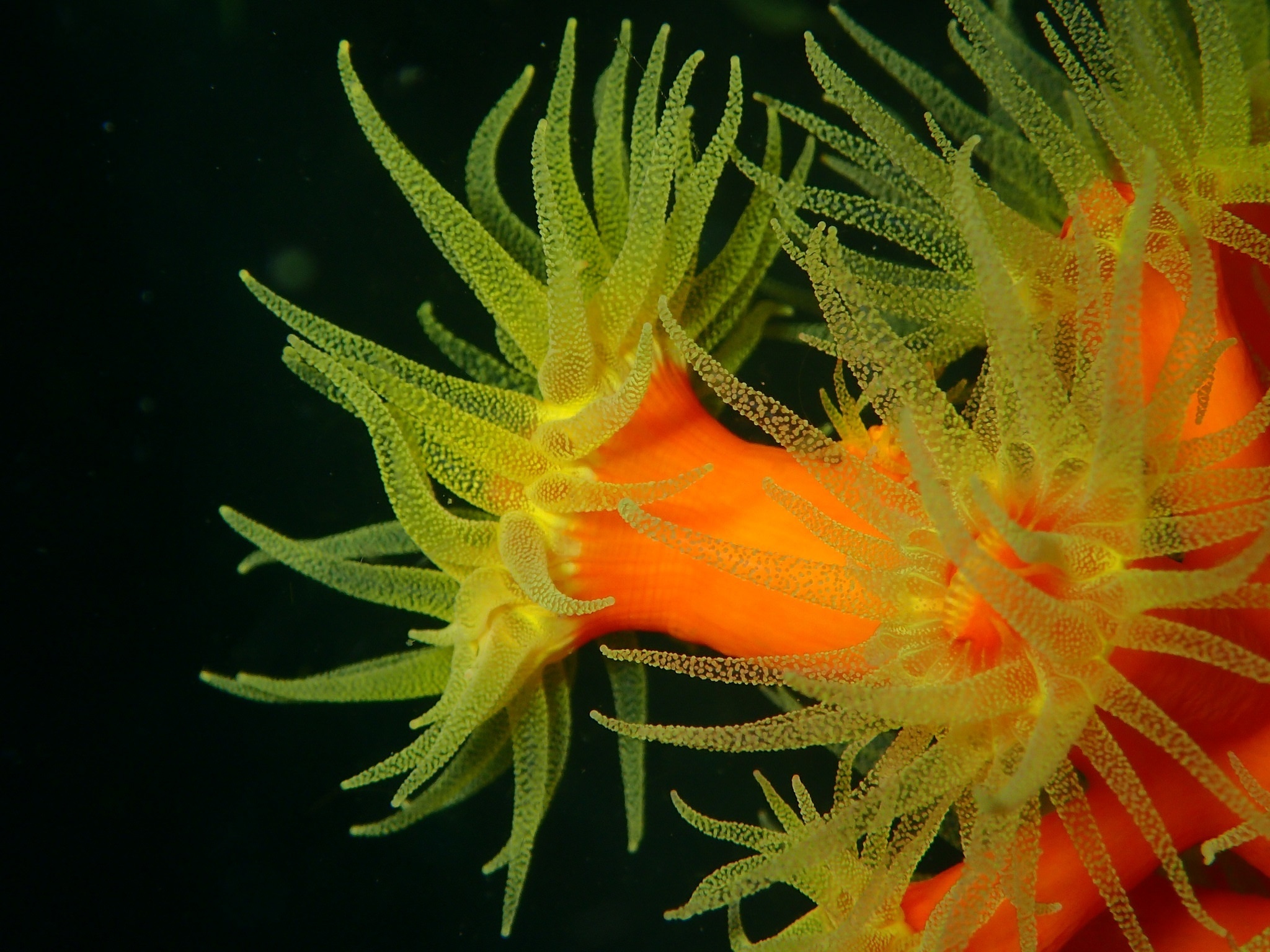 Sea Anemone wallpapers, Top 10, 2050x1540 HD Desktop