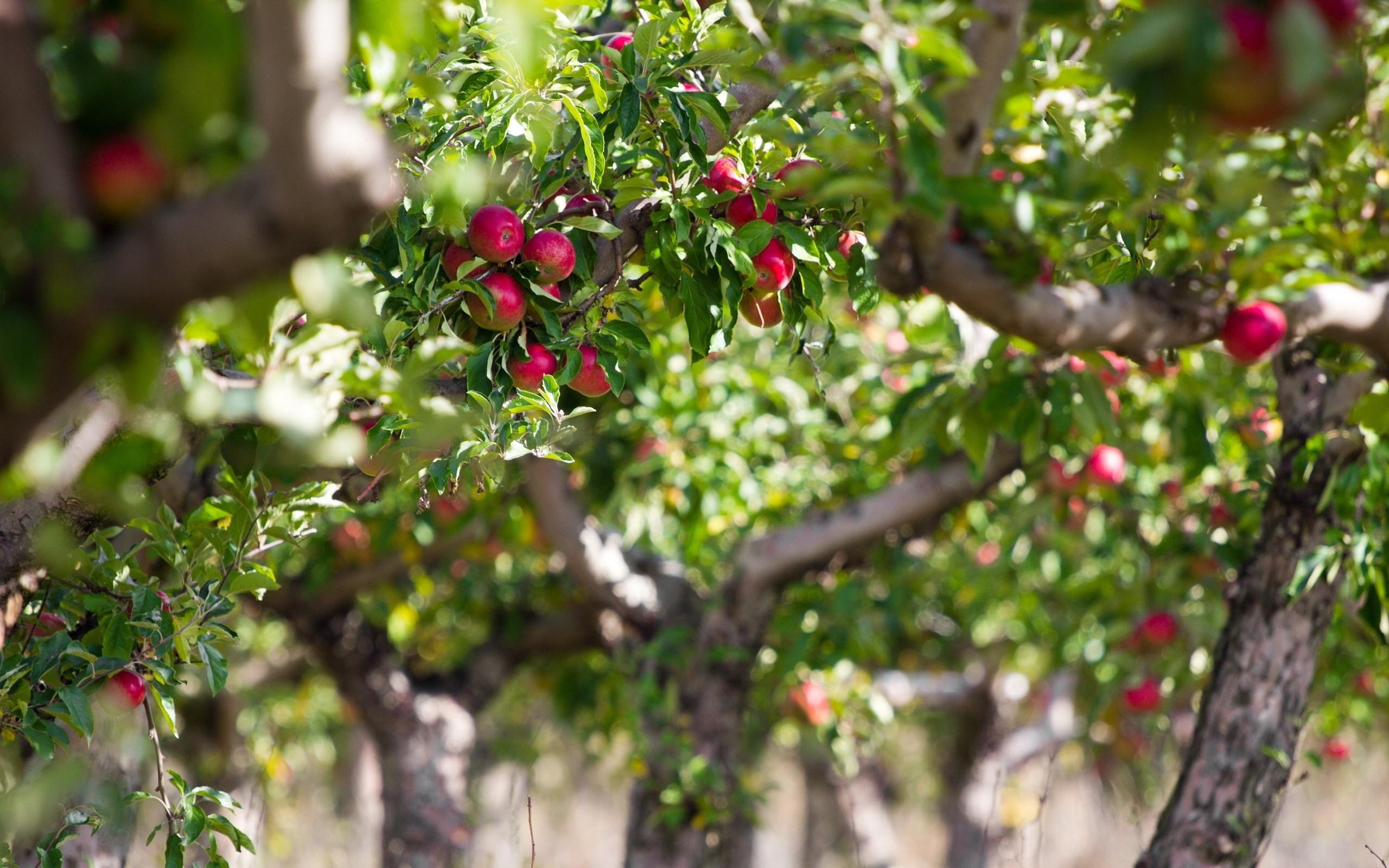 Apple Tree, Apple apples tree, High definition fullscreen, Nature, 2560x1600 HD Desktop