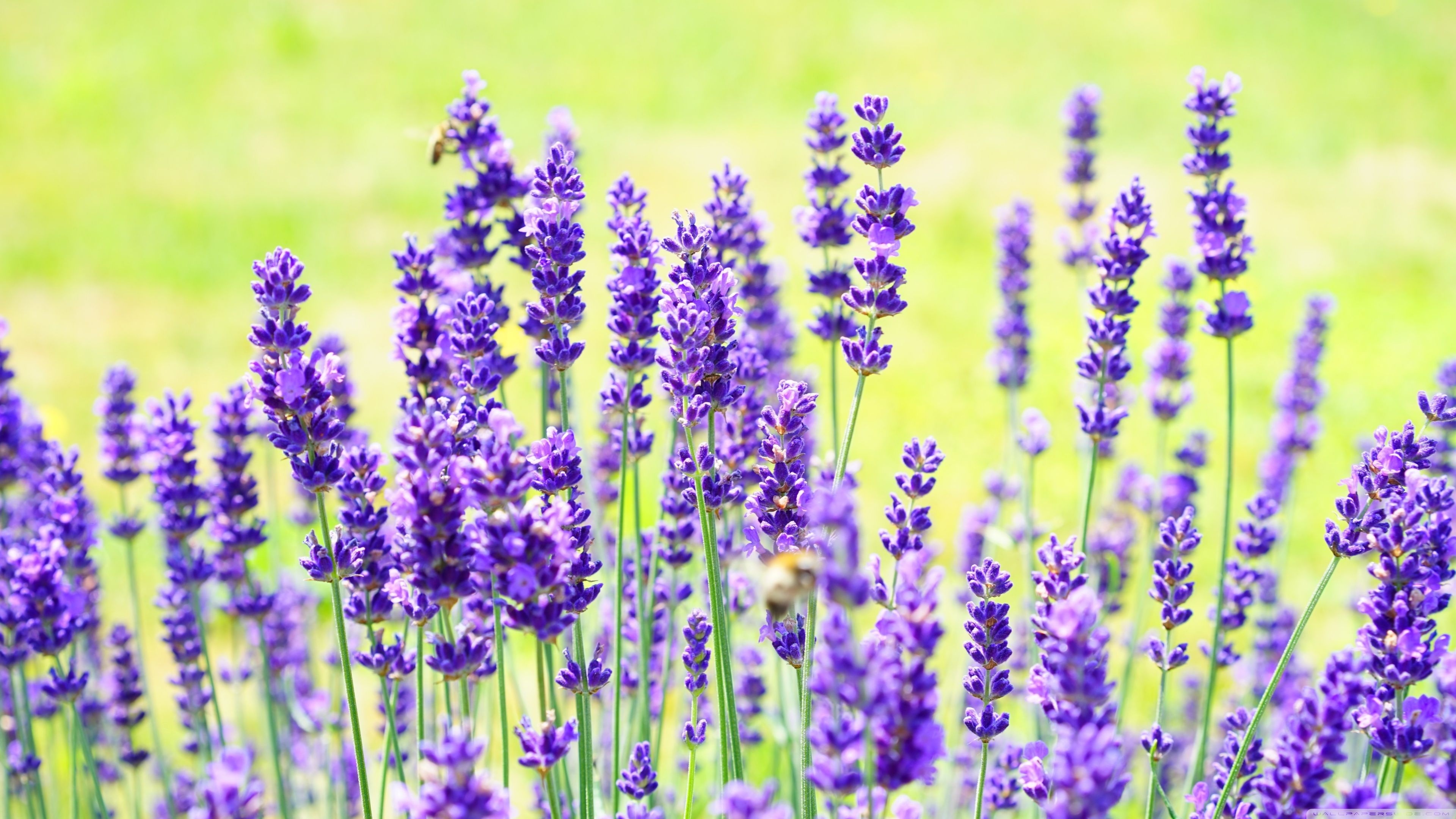 Lavender, Desktop wallpapers, 3840x2160 4K Desktop