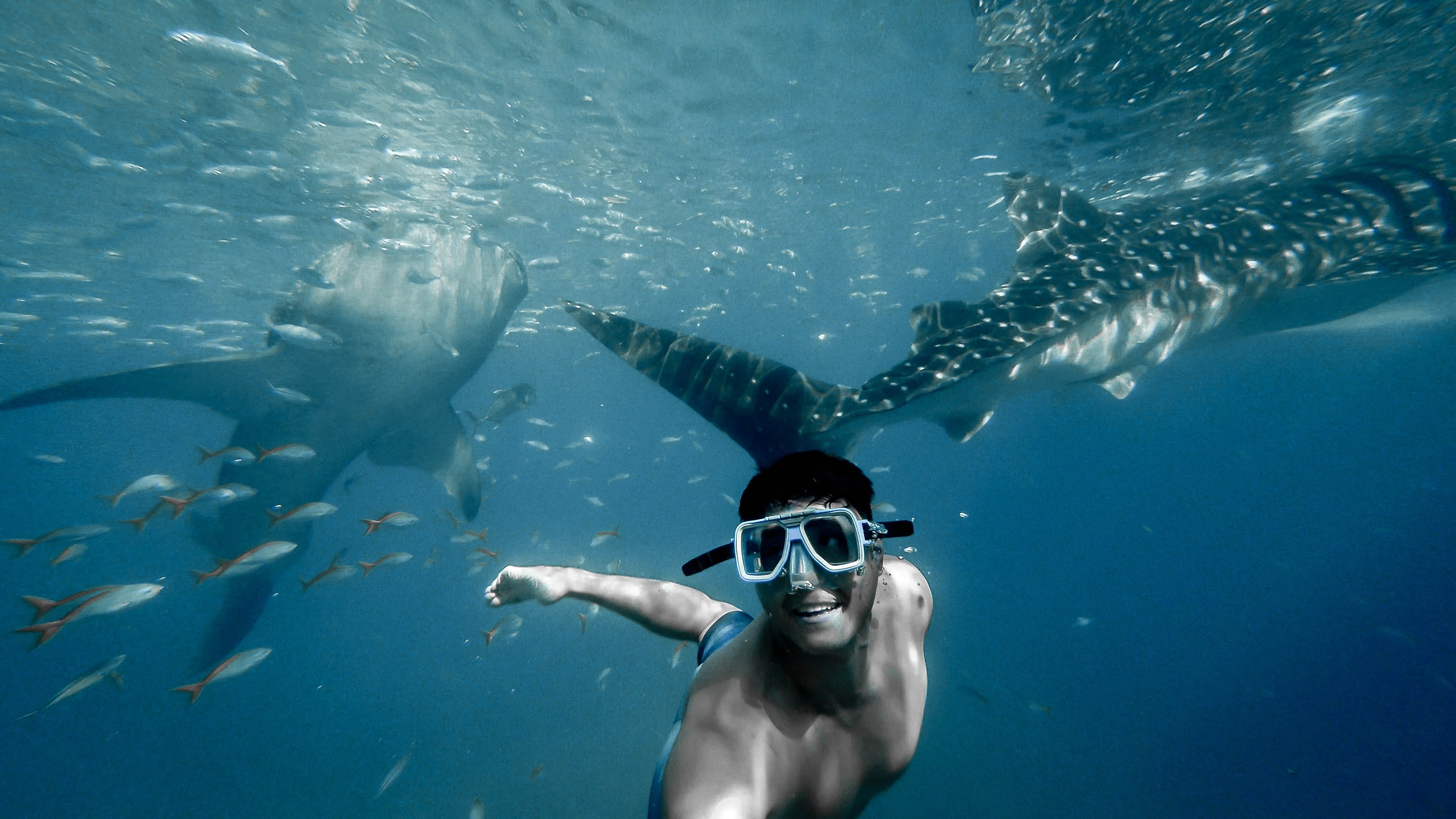 Whale sharks, Snorkeling Wallpaper, 3840x2160 4K Desktop