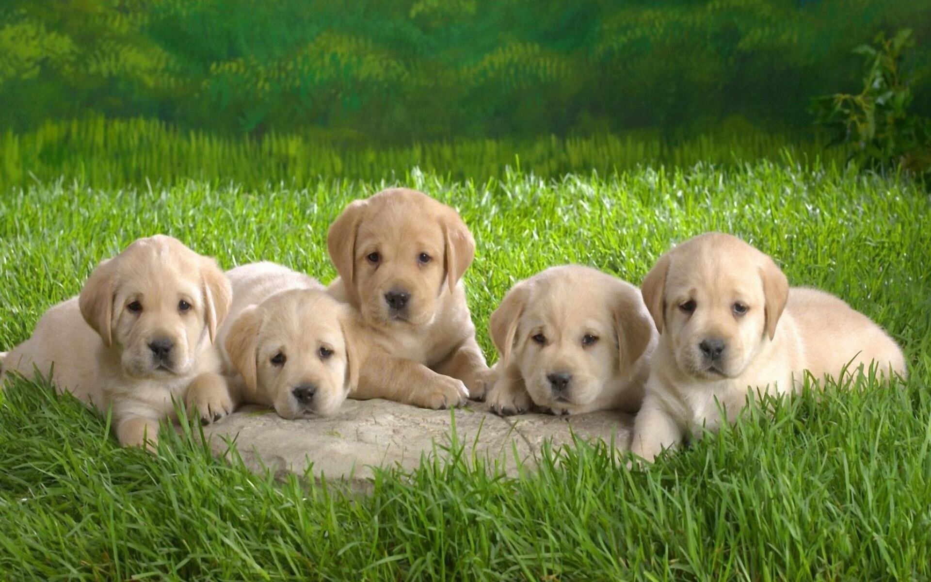 Cute puppies, Desktop wallpapers, Lovable companions, Adorable charm, 1920x1200 HD Desktop