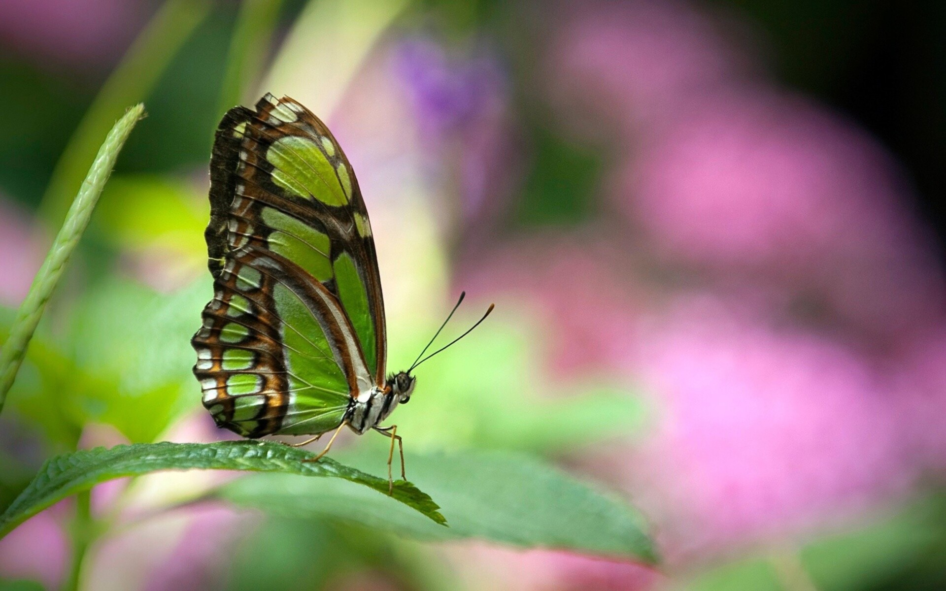 Siproeta stelenes, Butterflies Wallpaper, 1920x1200 HD Desktop