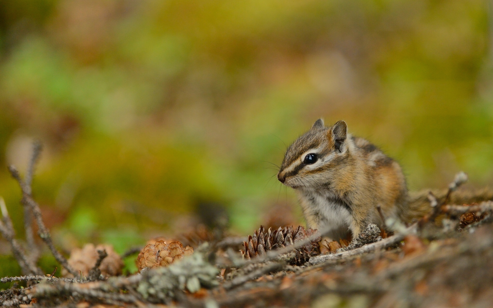 Chipmunk, Cone collector, HD wallpapers, Desktop and mobile, 2050x1290 HD Desktop