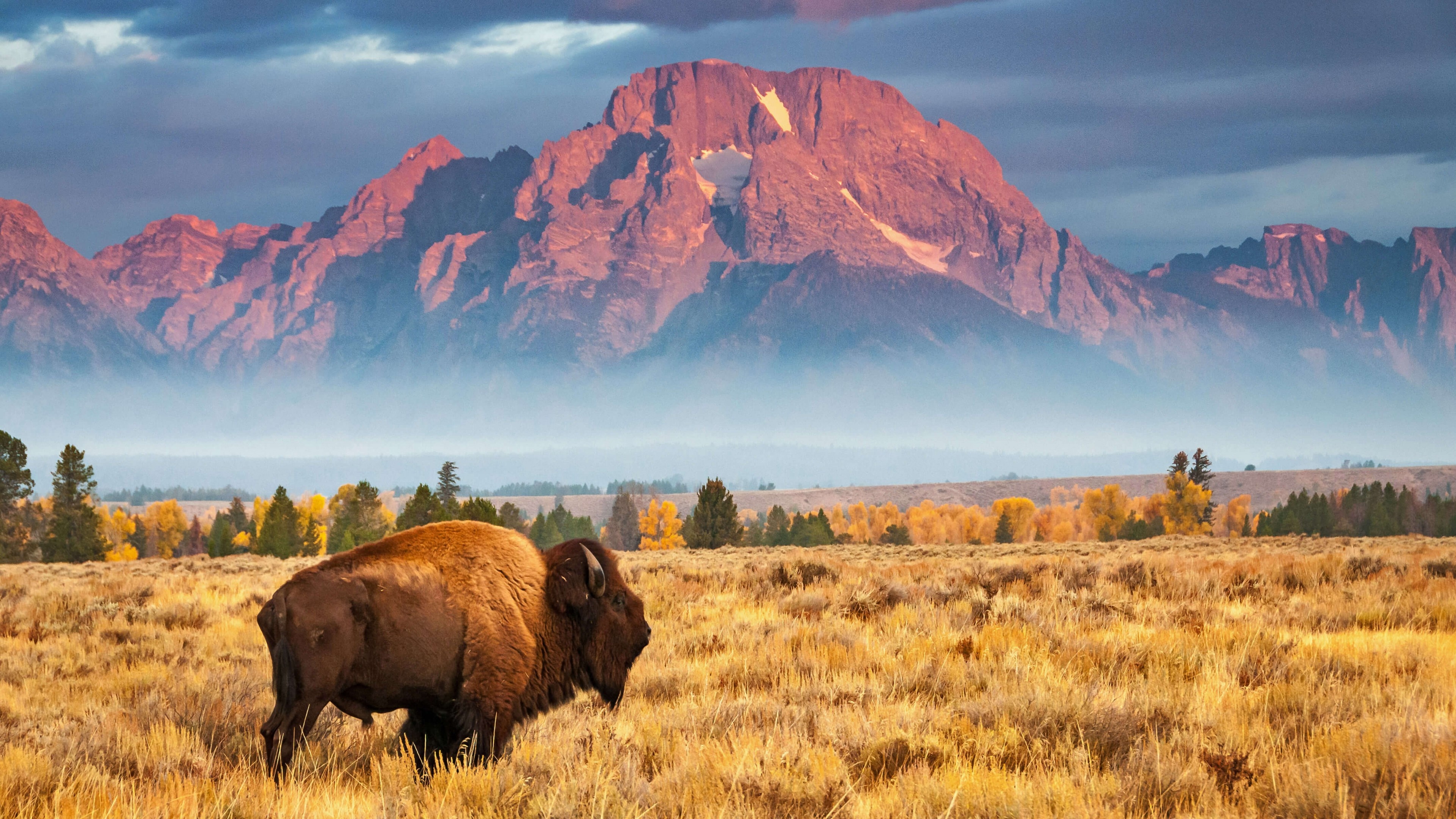 Bison, Grand Teton National Park Wallpaper, 3840x2160 4K Desktop