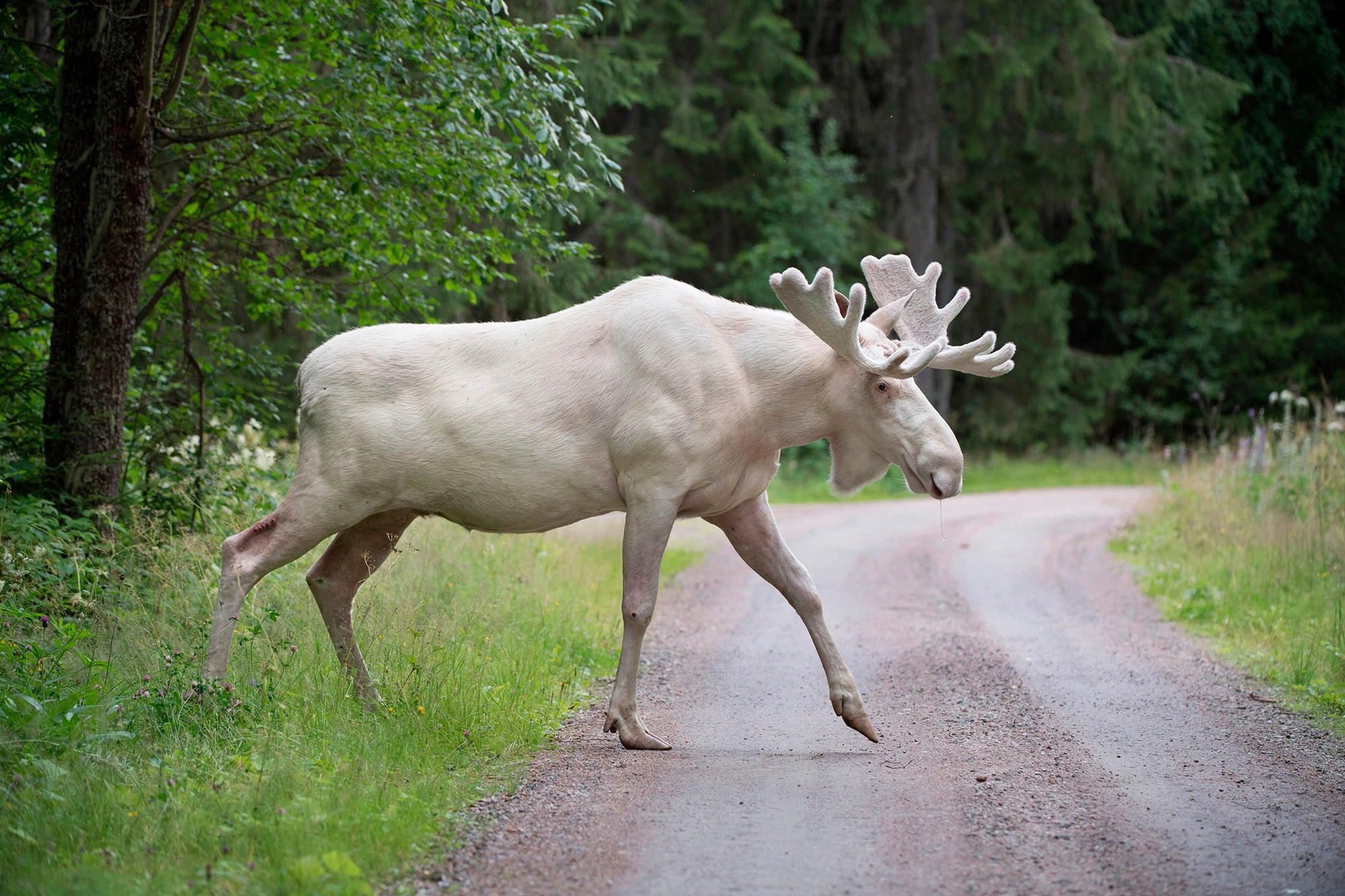 Sacred white spirit, First Nation's mourning, Tragic loss, Wildlife importance, 2000x1340 HD Desktop