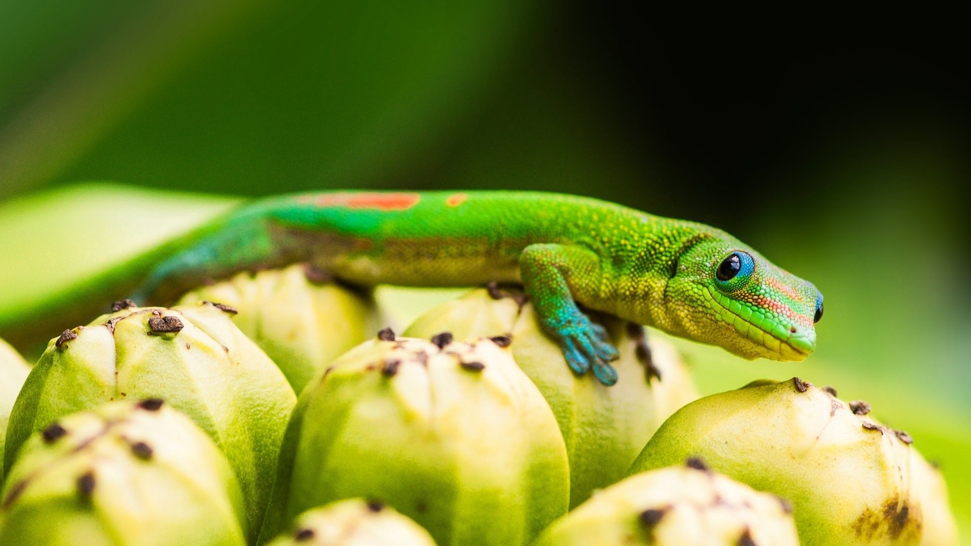 Gecko wonder, Stunning reptile, Nature's art, Majestic beauty, 1920x1080 Full HD Desktop