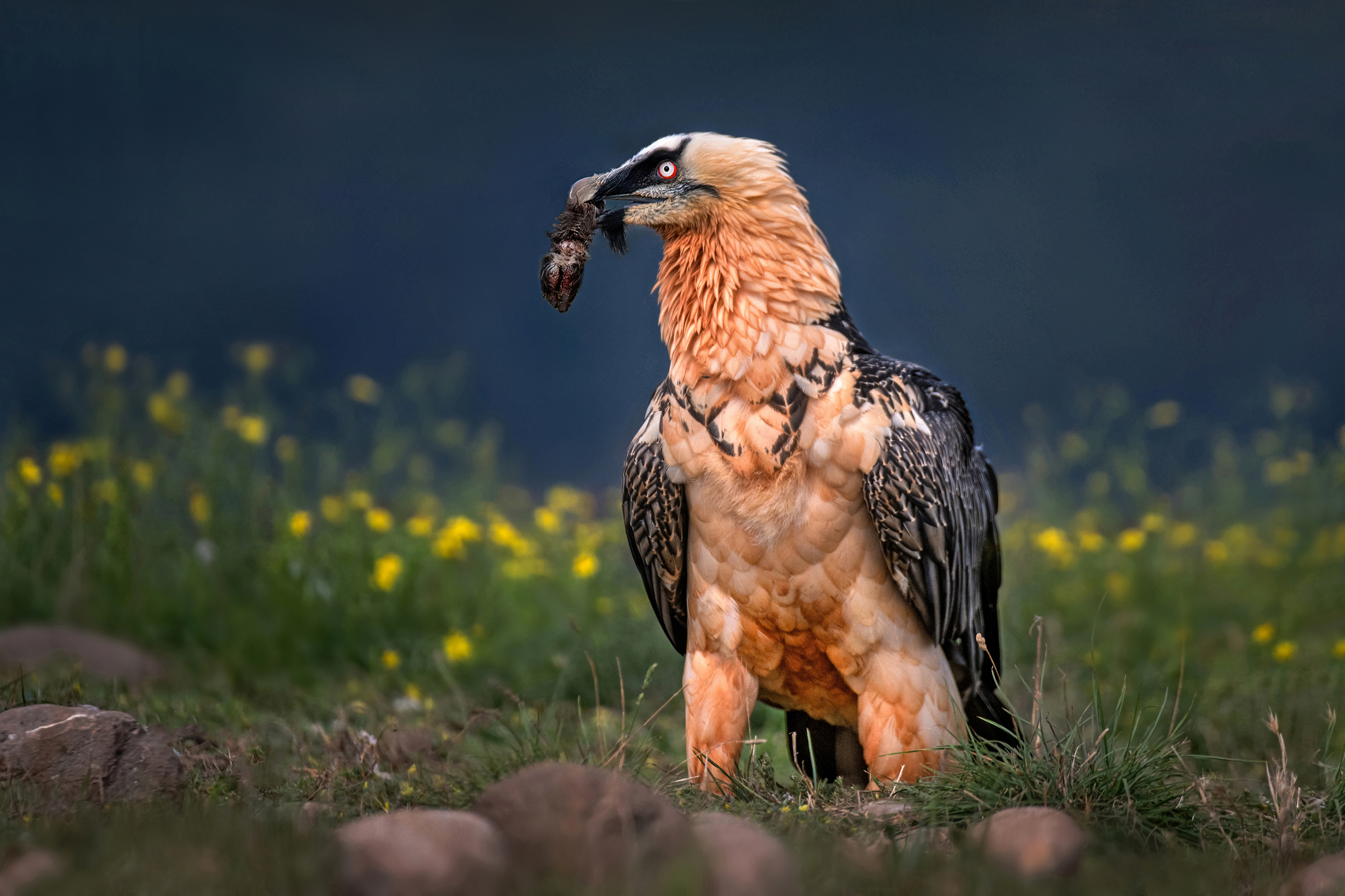 Bearded Vulture, Close up, Vulture, Xavier ortega, 2500x1670 HD Desktop