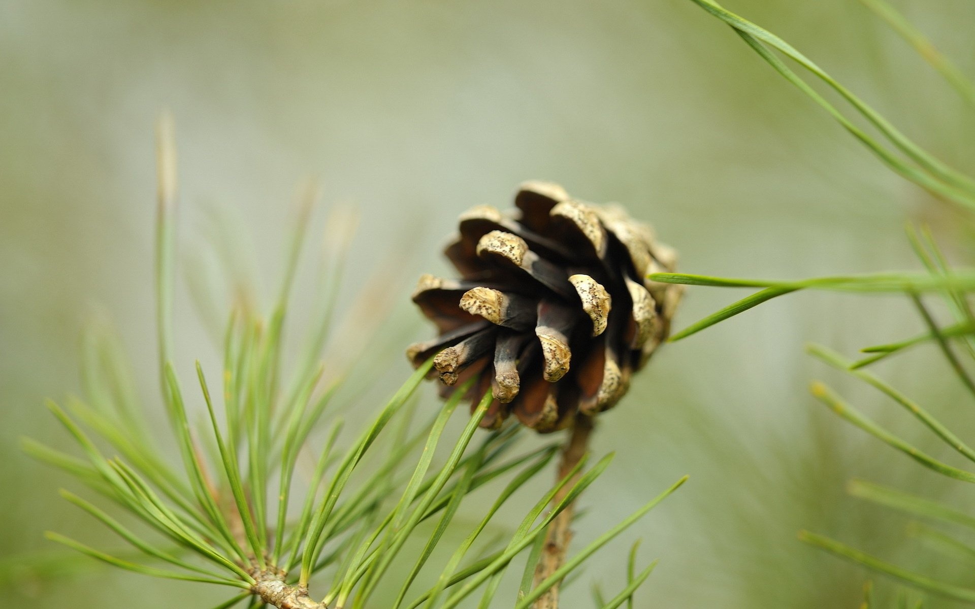 Pine Tree, HD wallpapers, 1920x1200 HD Desktop