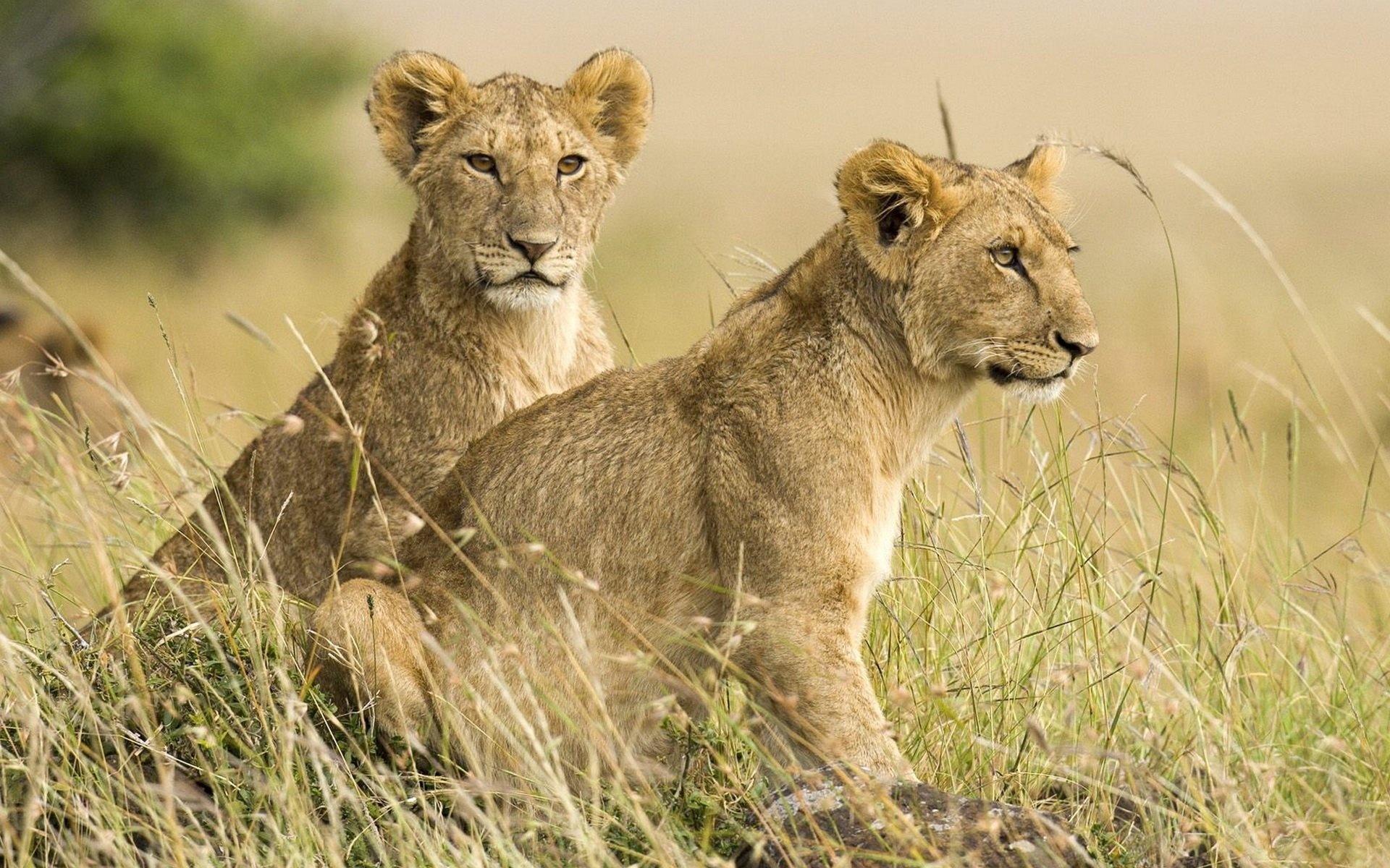 Maasai Mara National Reserve, HD wallpaper, Kenya's wildlife paradise, Breathtaking landscapes, 1920x1200 HD Desktop