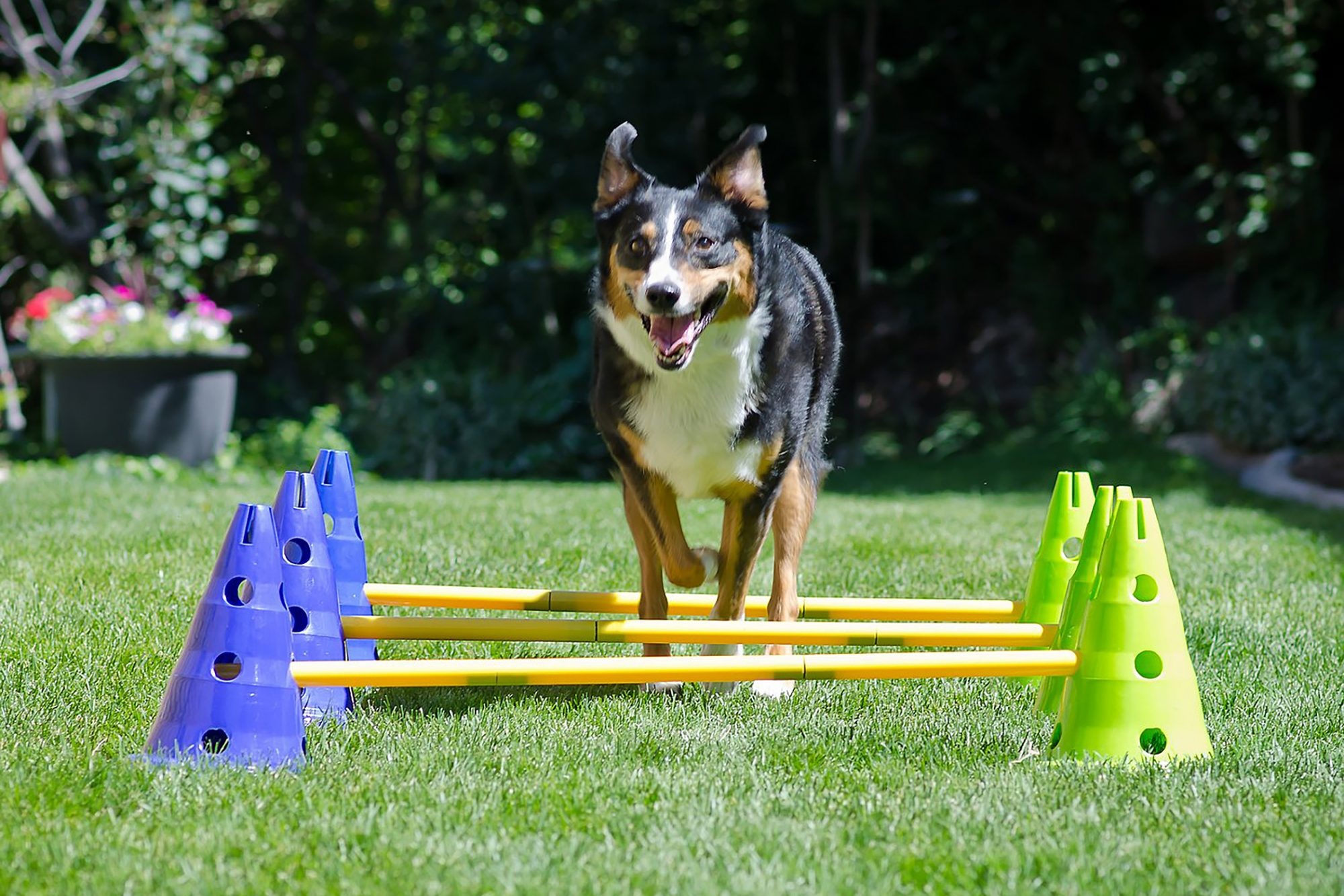 Dog agility equipment, Train your pup, Train your pup, Train at home, 2000x1340 HD Desktop