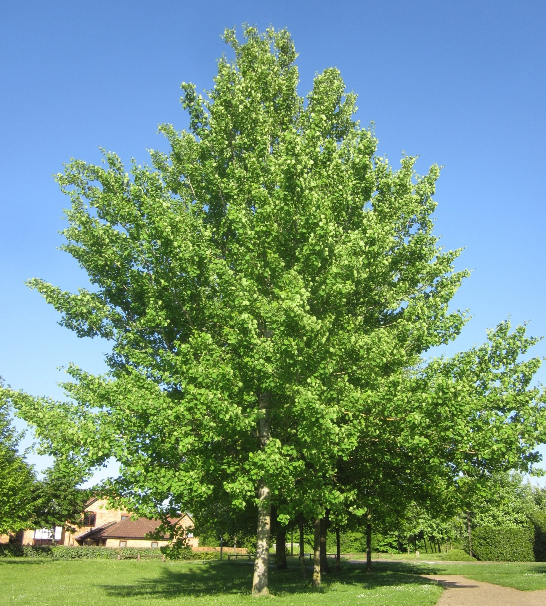 Aspen Tree, Tree identification, Leaf and catkin features, UK species, 1850x2050 HD Phone