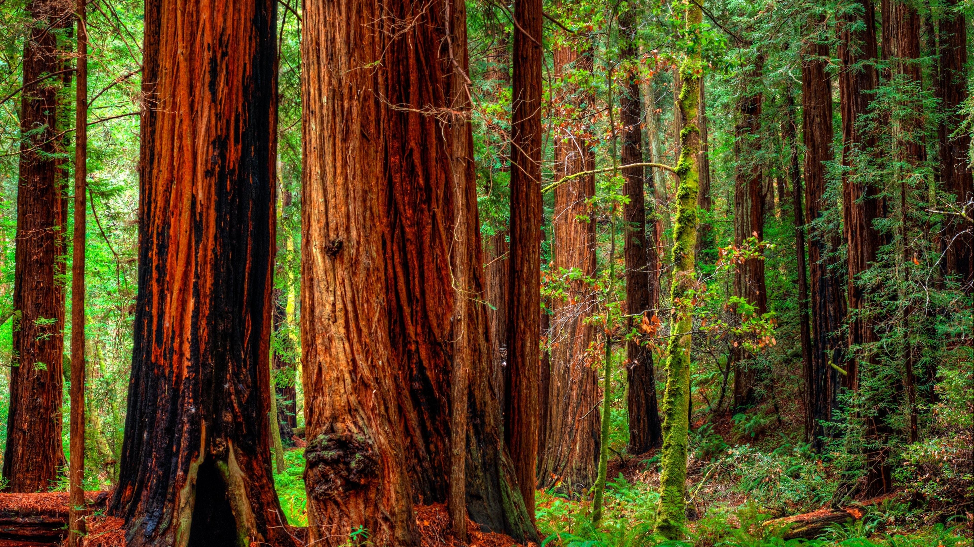 Trunk, Cedar Trees Wallpaper, 3840x2160 4K Desktop