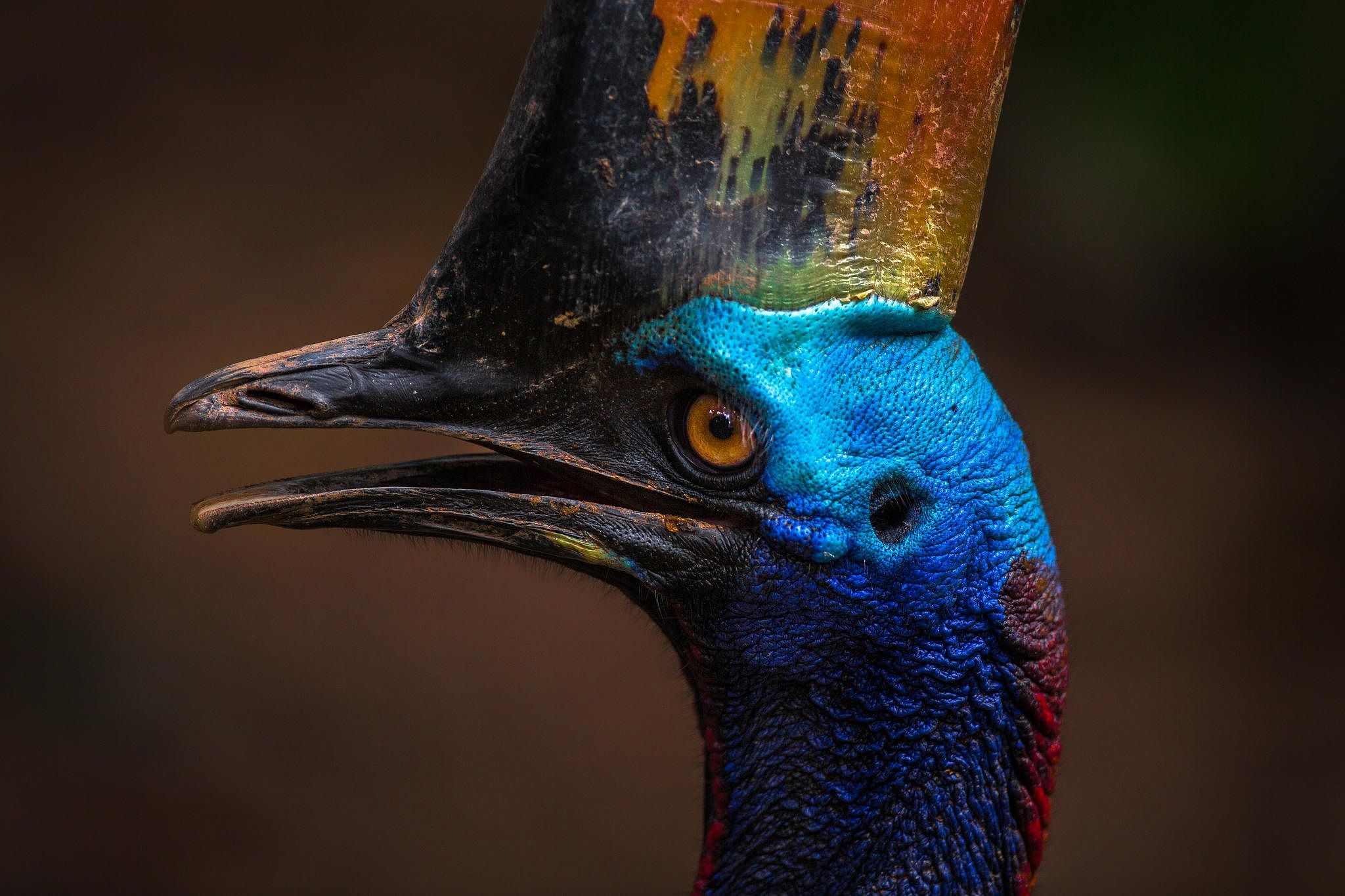 Cassowary the modern dinosaur, Ancient bird lineage, Living dinosaur connection, Dinosaur and bird similarities, 2050x1370 HD Desktop