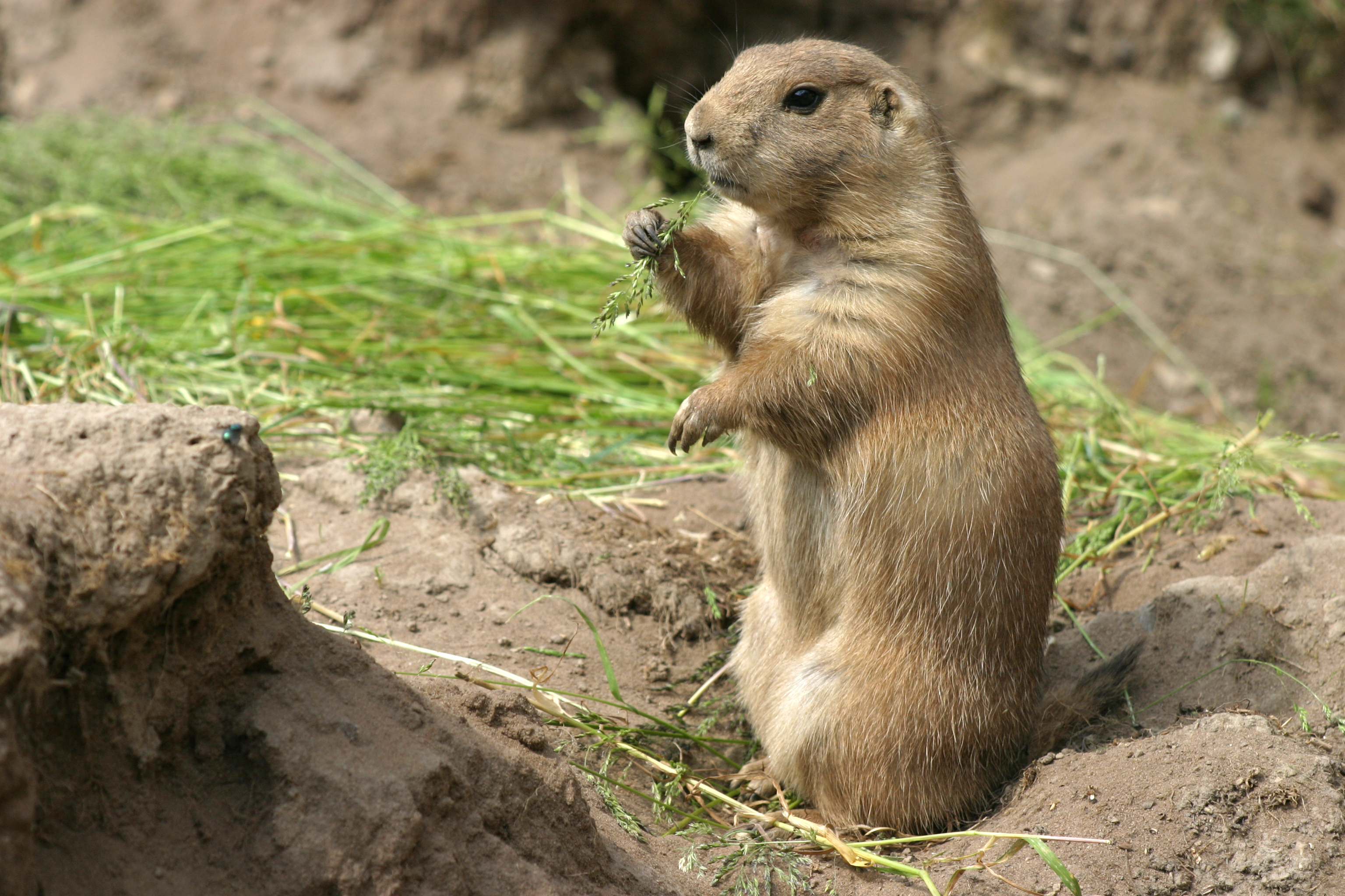 Get Rid of Prairie Dogs, Pest control methods, 3080x2050 HD Desktop