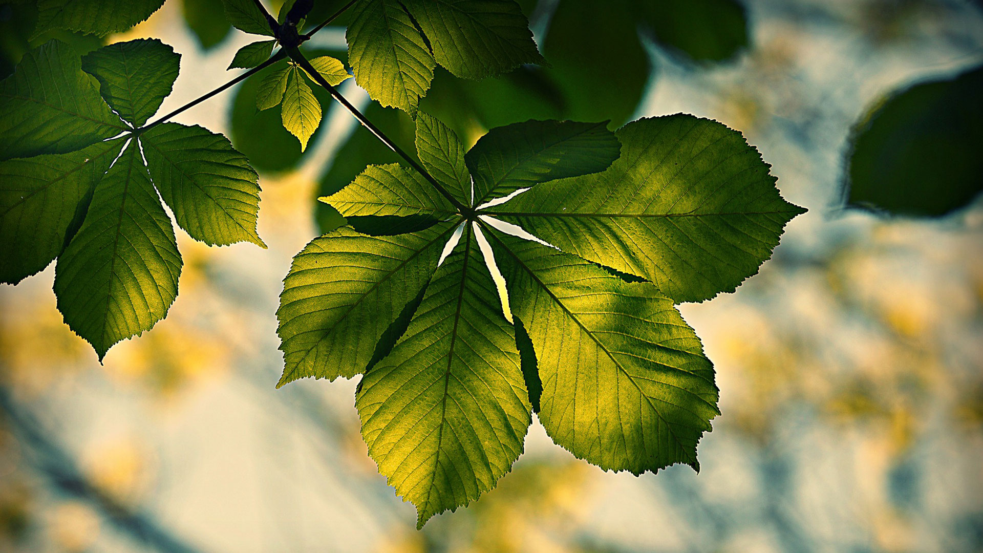 Chestnut tree, Aesculus hippocastanum, Dempsey Nurseries, 1920x1080 Full HD Desktop