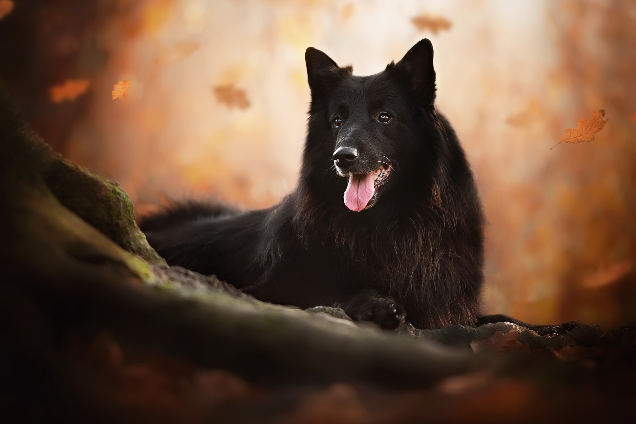 Belgian Shepherd, Top wallpapers, HD images, Desktop backgrounds, 2050x1370 HD Desktop