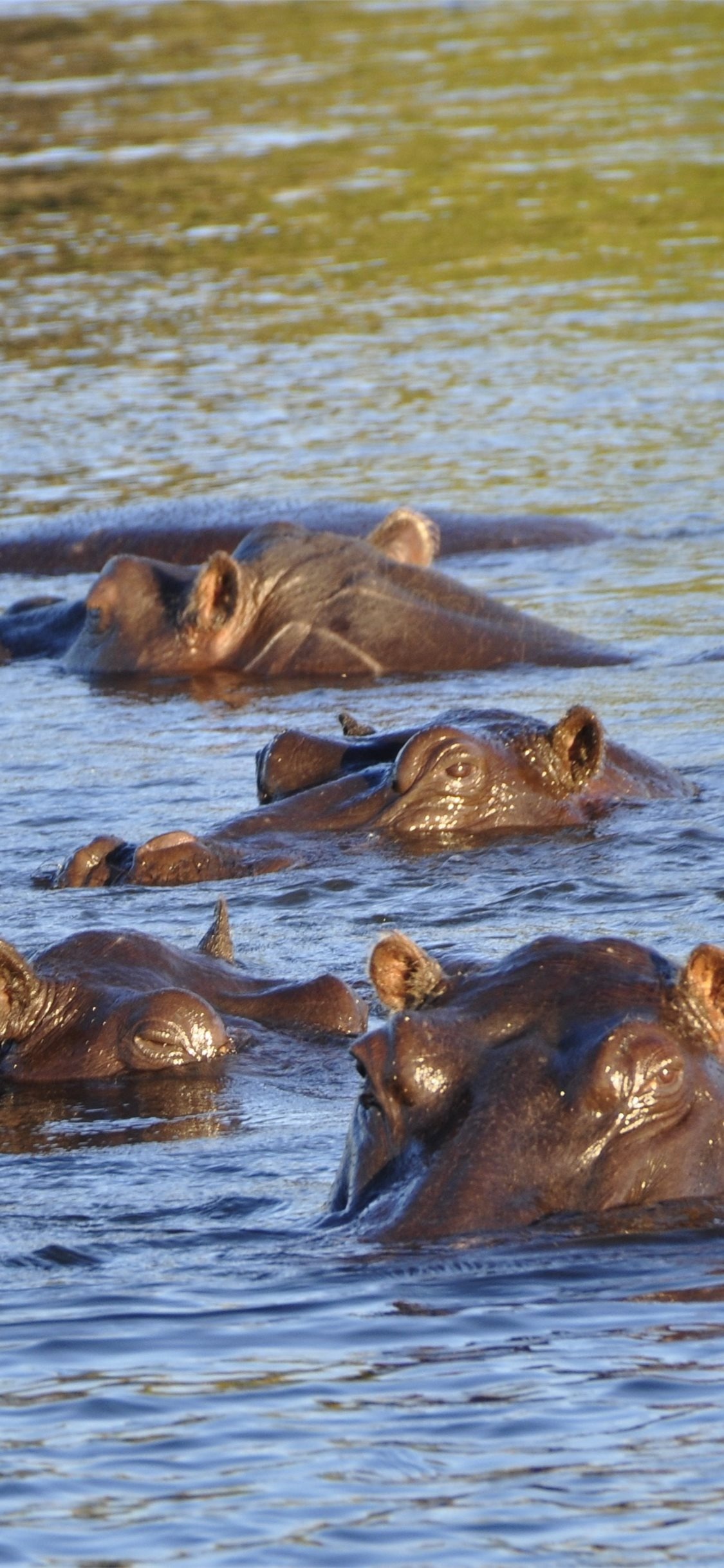 Best hippopotamus, iPhone HD wallpapers, Herbivorous, 1130x2440 HD Phone