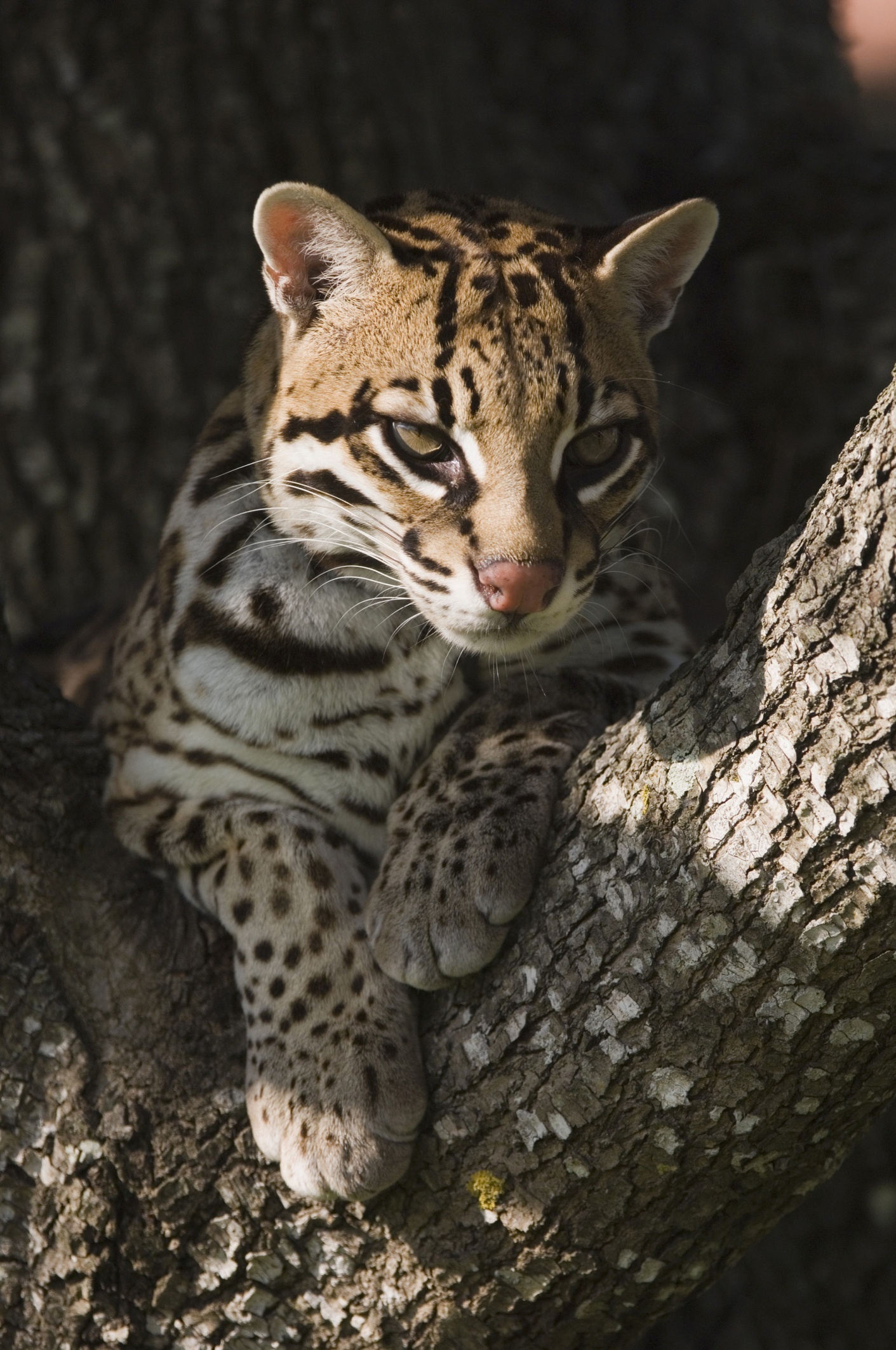 Ocelot, Reintroducing ocelots, Texas range, Native habitat, 1420x2130 HD Phone