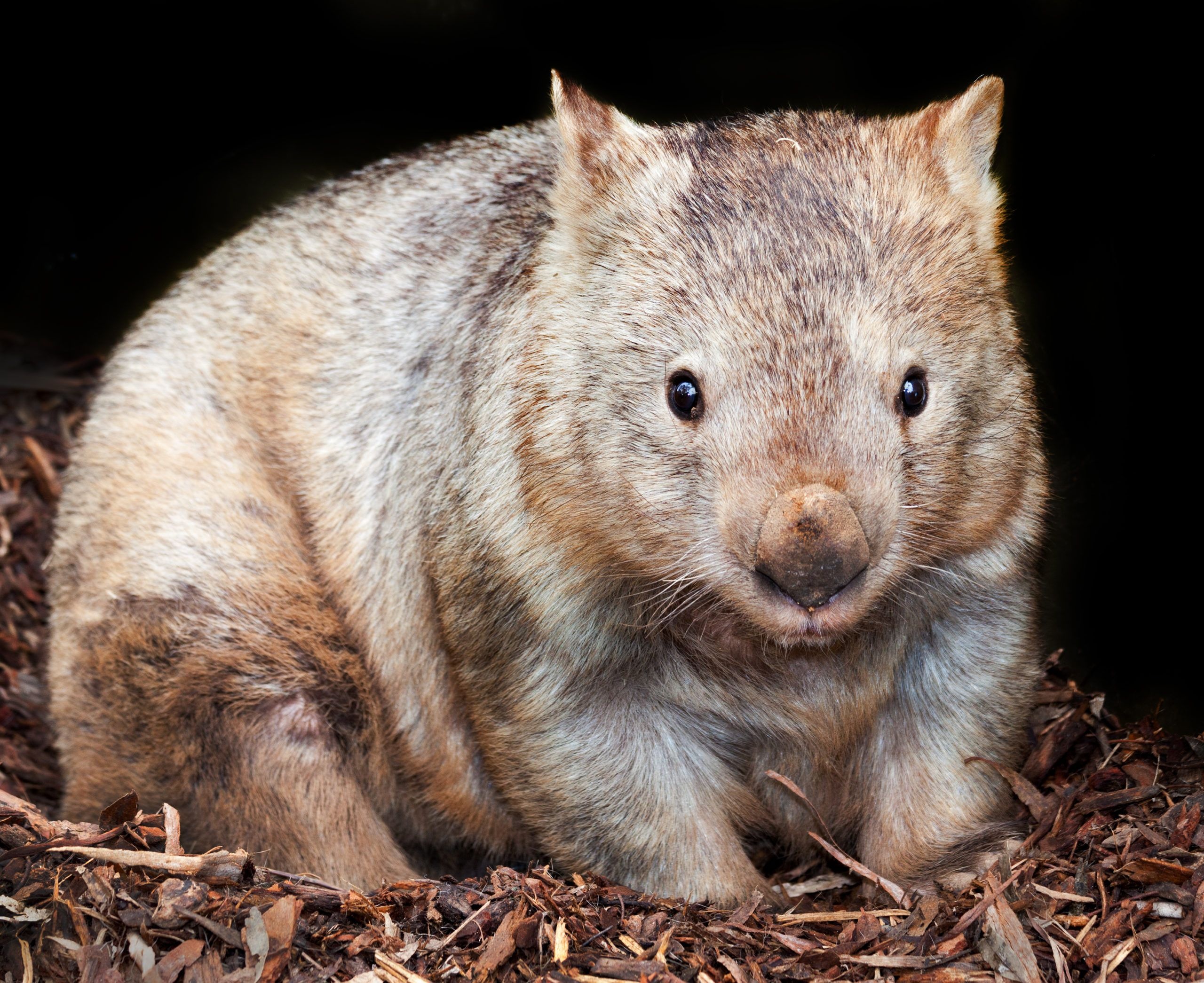 The northern hairy-nosed, Wombats Wallpaper, 2560x2100 HD Desktop