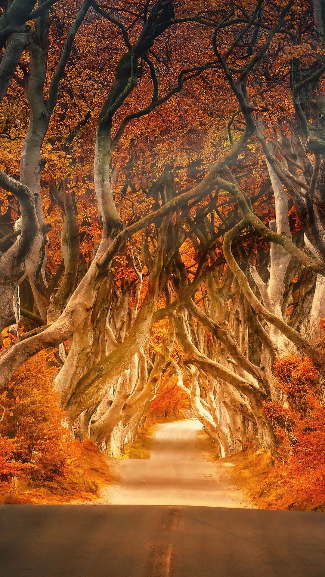 Dark Hedges, Forests Wallpaper, 1080x1920 Full HD Phone