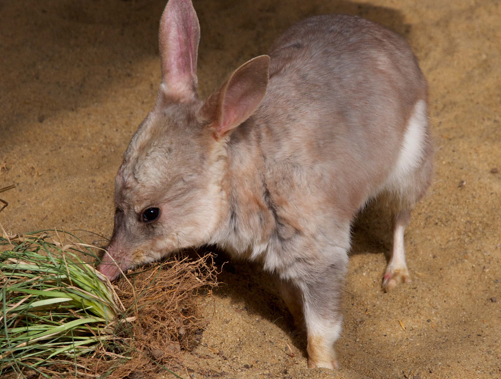 Macrotis (Bilby), Save the bilby fund, Australian marsupials, Bilby conservation, 2100x1590 HD Desktop