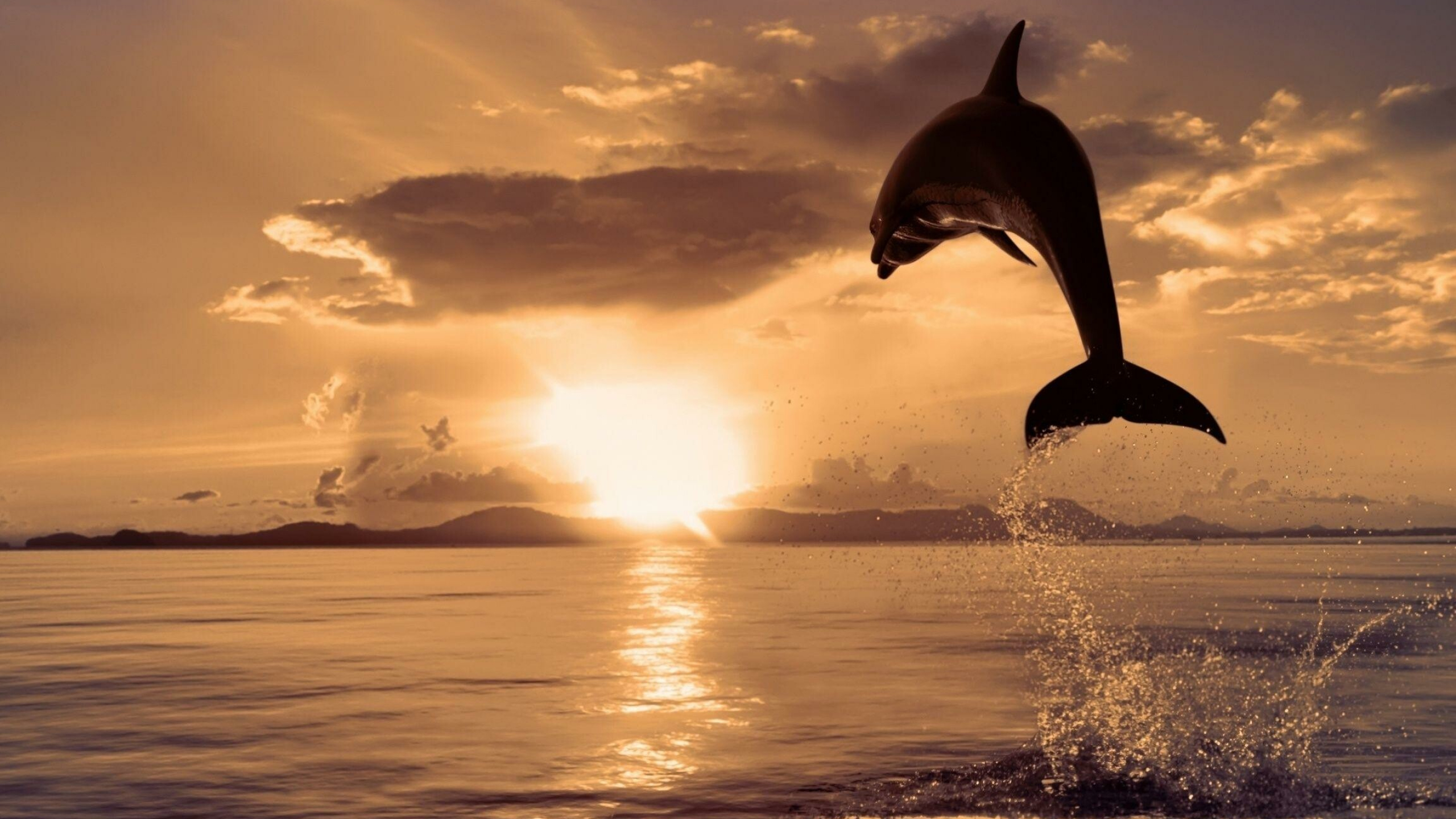 Jumping, Dolphins Wallpaper, 2560x1440 HD Desktop