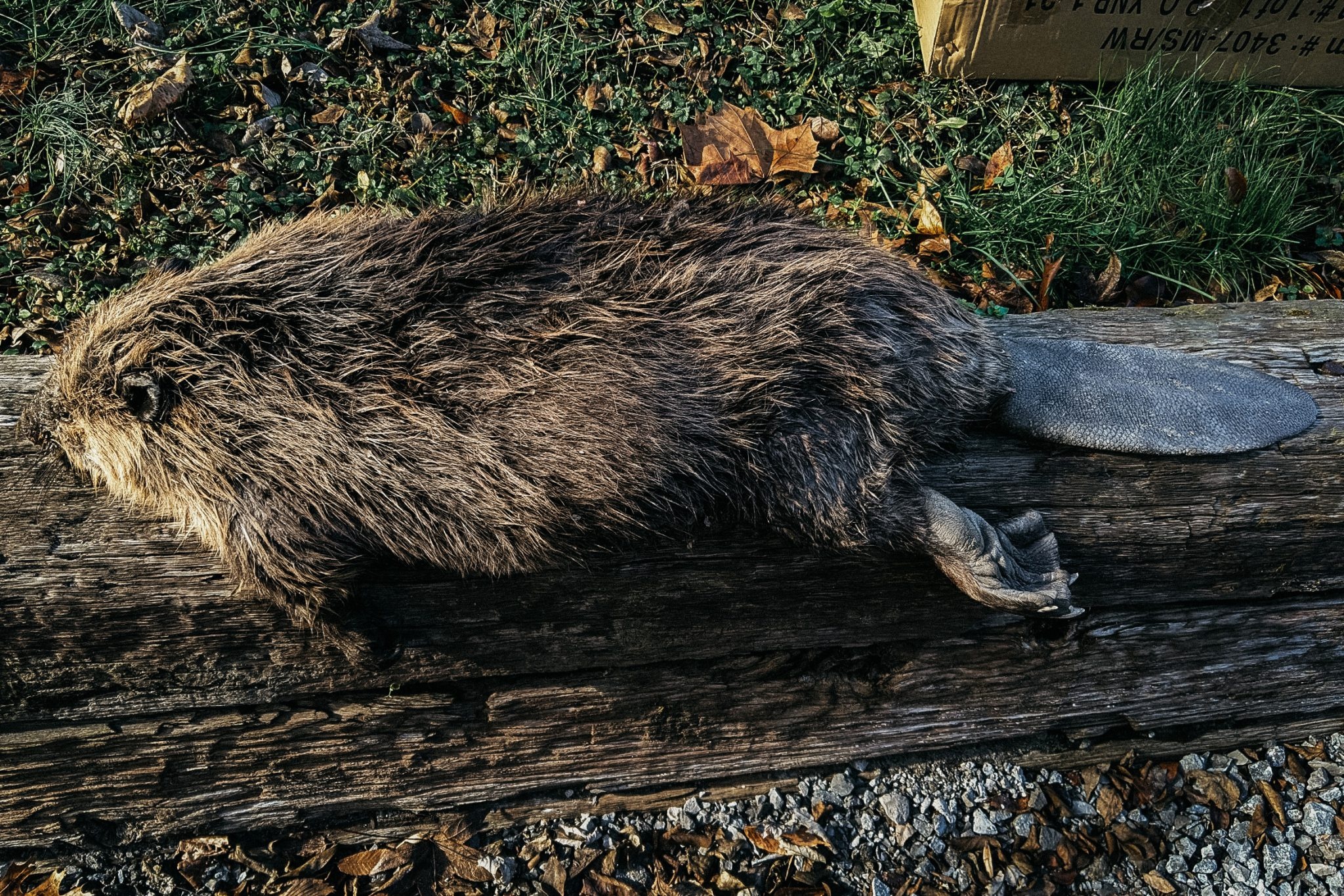 Mountain man history, Beaver hide tanning, Hands-on lesson, Pioneer life, 2050x1370 HD Desktop