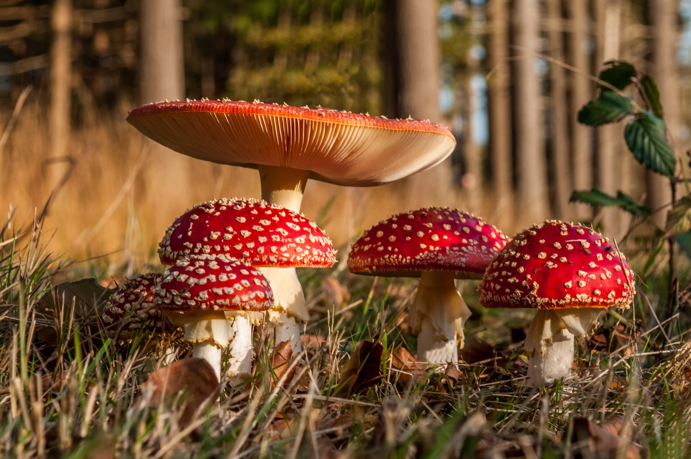 Amanita, Nature, Wallpaper wood, Autumn red, 2800x1860 HD Desktop