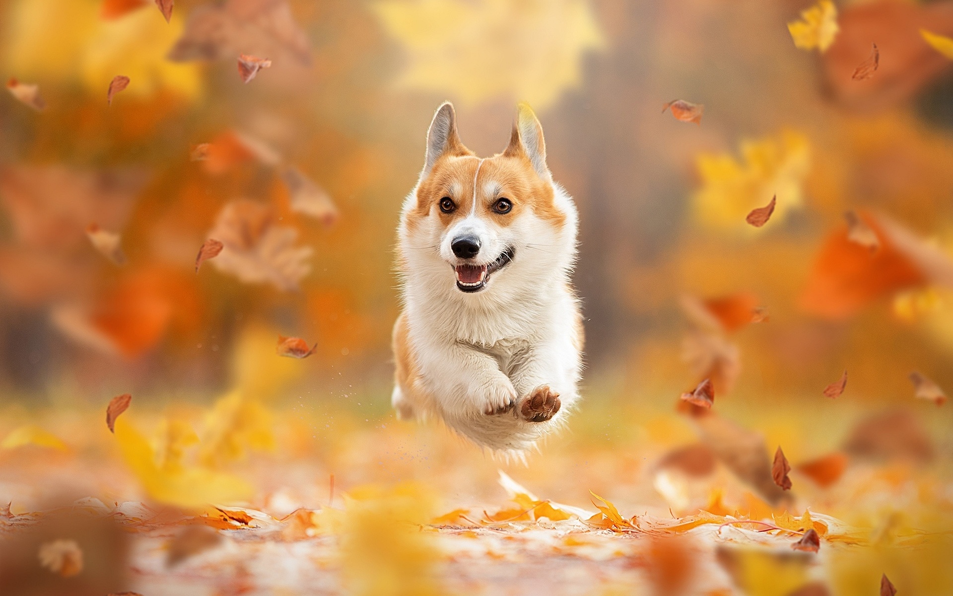 Corgi, Pets Wallpaper, 1920x1200 HD Desktop