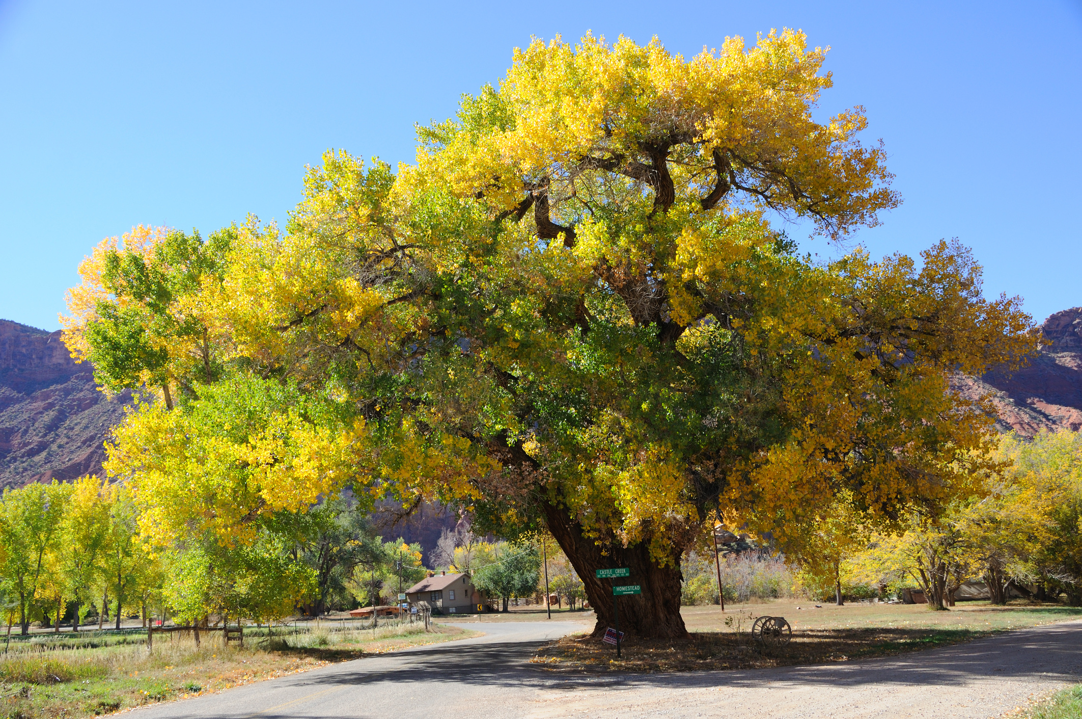 Eastern cottonwood, Purdue Fort Wayne, Tree information, Natural habitat, 2130x1420 HD Desktop