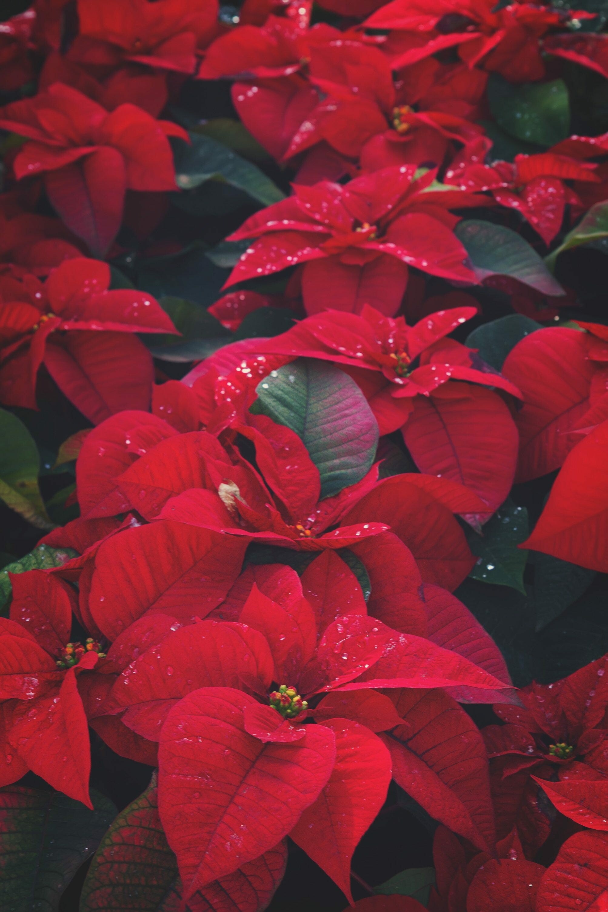 Brighten holidays, Indoor blooms, Festive plants, Poinsettia centerpiece, 2010x3010 HD Phone