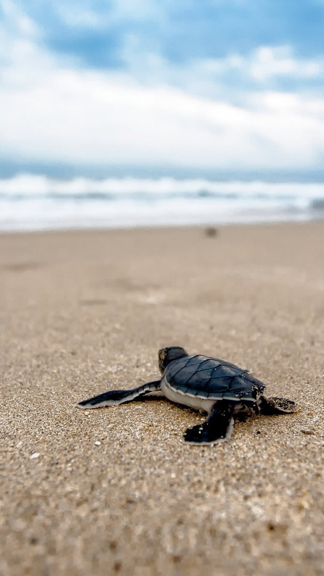 Turtle, Beach ocean clouds, Blurry waves, Sand wallpapers, 1080x1920 Full HD Phone