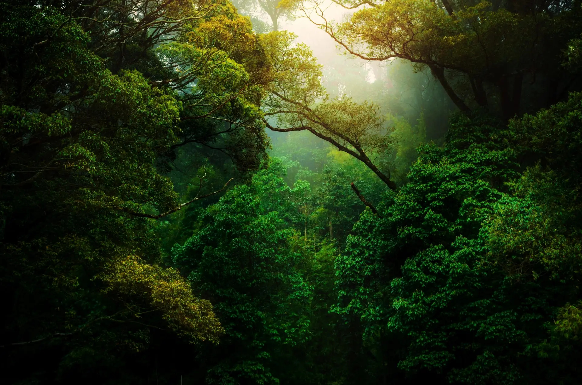 Literary escapades, Rainforest tales, Amazon immersion, Adventurous reads, 1920x1280 HD Desktop