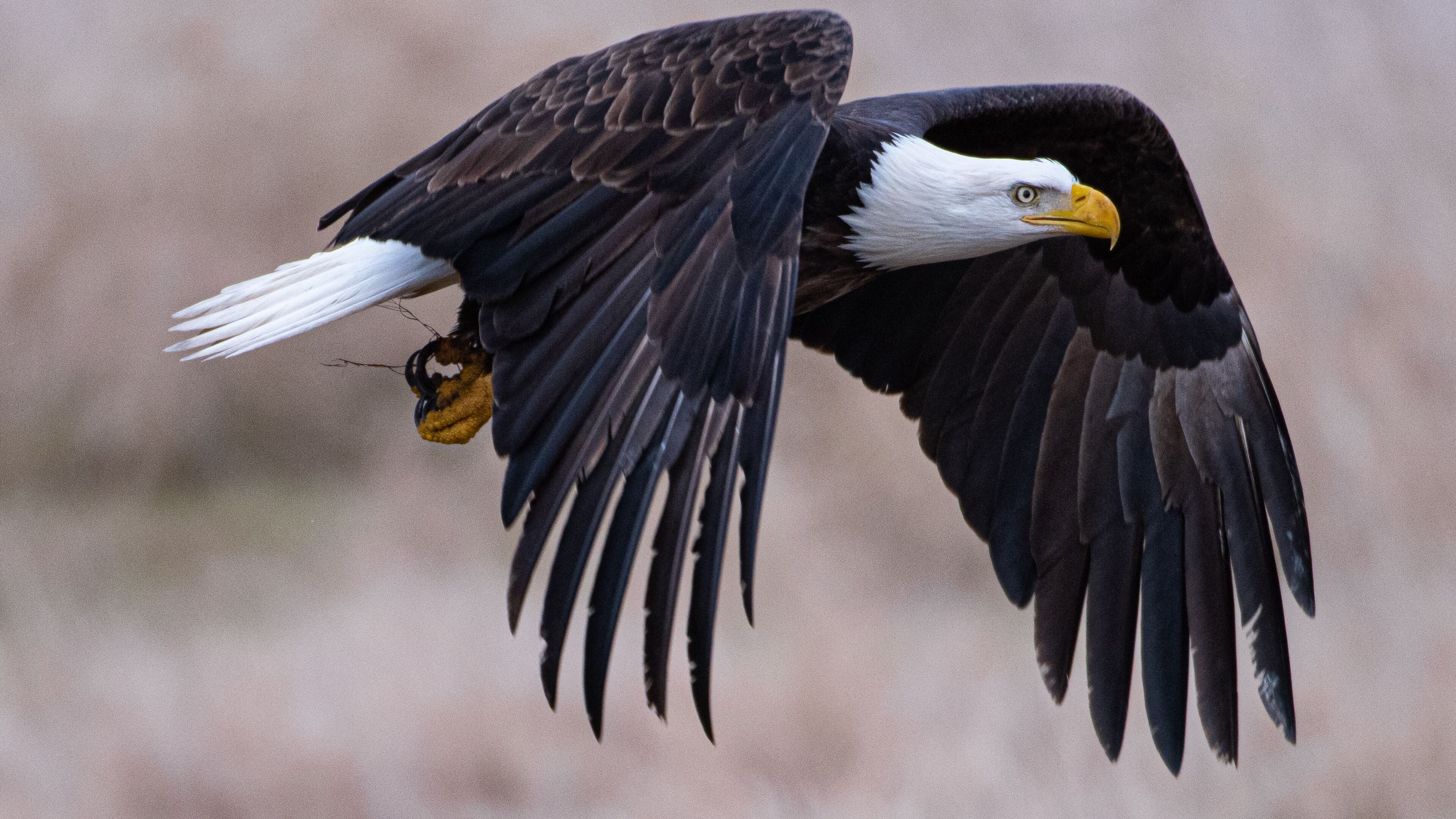 Bald Eagle, 4K beauty, HD wallpapers, Nature's majesty, 3840x2160 4K Desktop